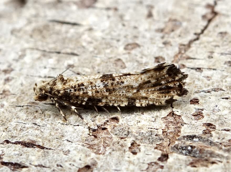 Large Clothes Moth (Morophaga choragella) photographed in Somerset by Sue Davies