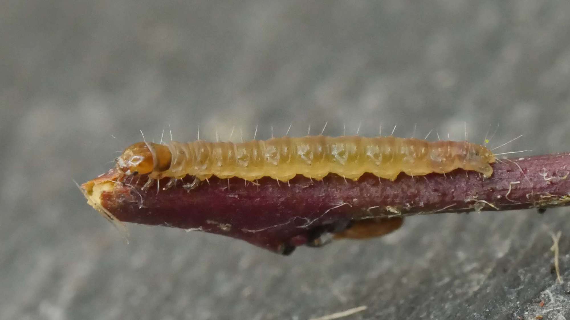 Red-barred Tortrix (Ditula angustiorana) photographed in Somerset by Jenny Vickers