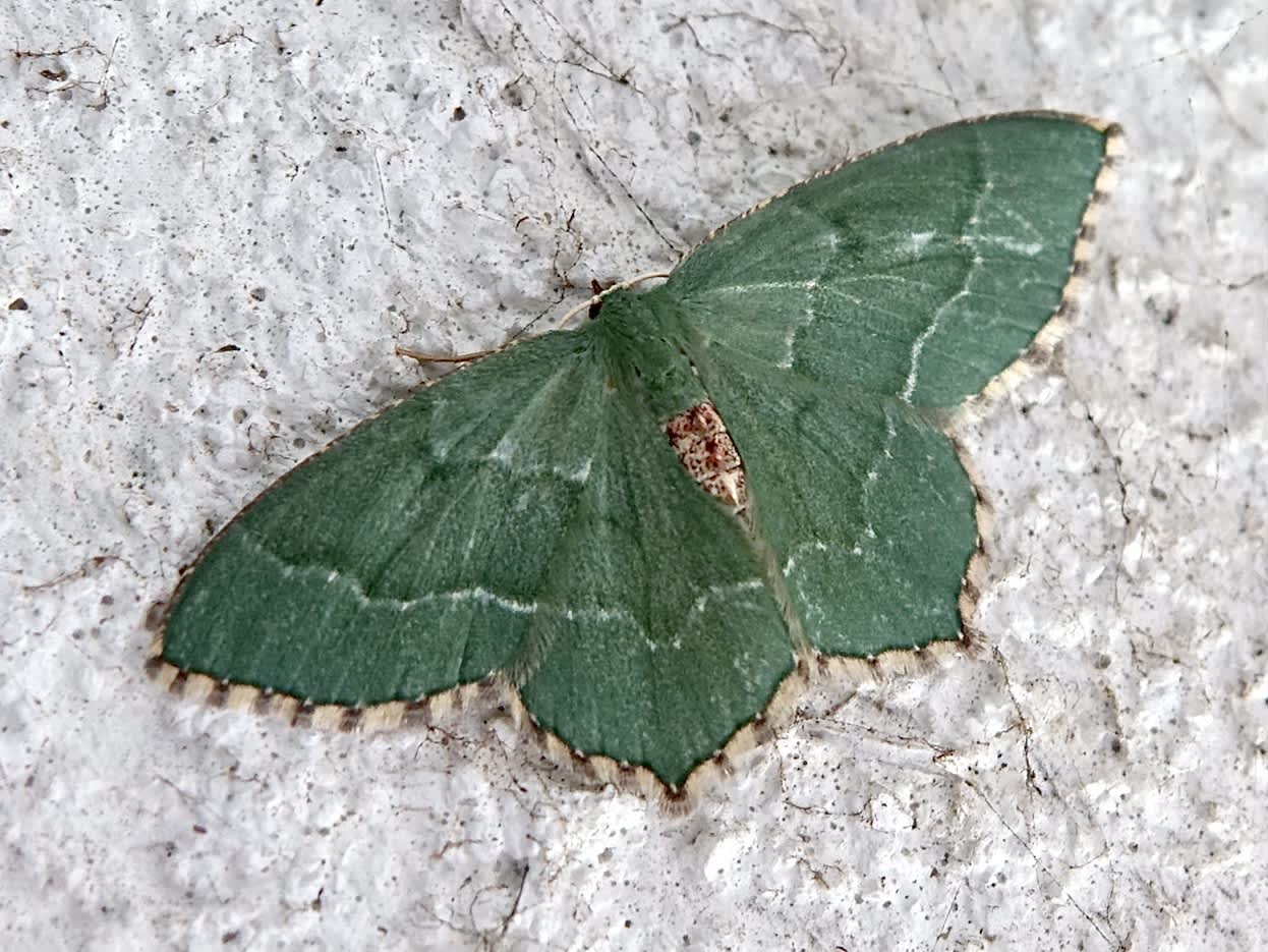 Common Emerald (Hemithea aestivaria) photographed in Somerset by Sue Davies