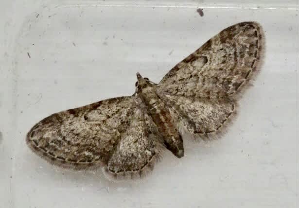 Slender Pug (Eupithecia tenuiata) photographed in Somerset by Sue Davies