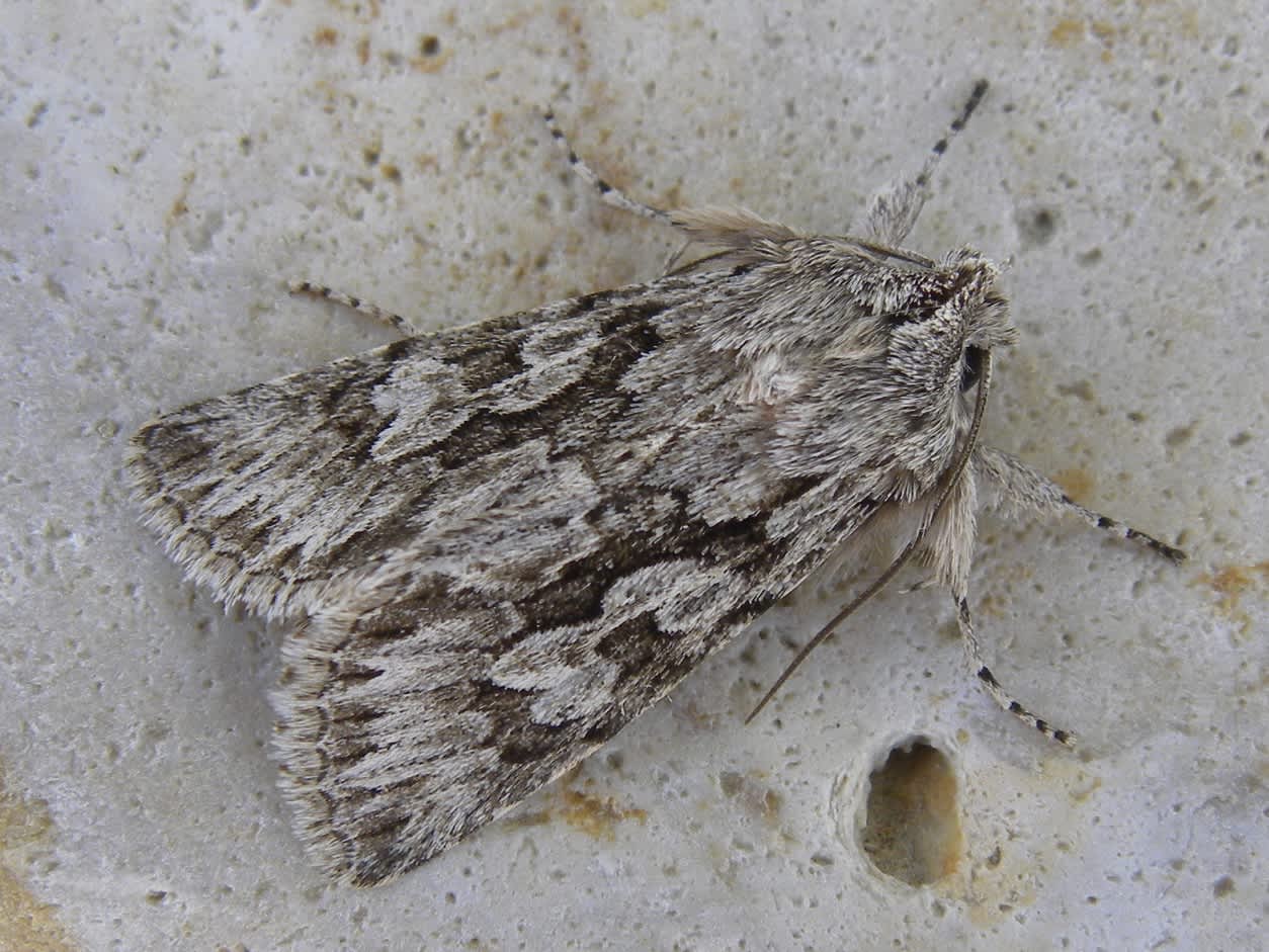 Early Grey (Xylocampa areola) photographed in Somerset by Sue Davies