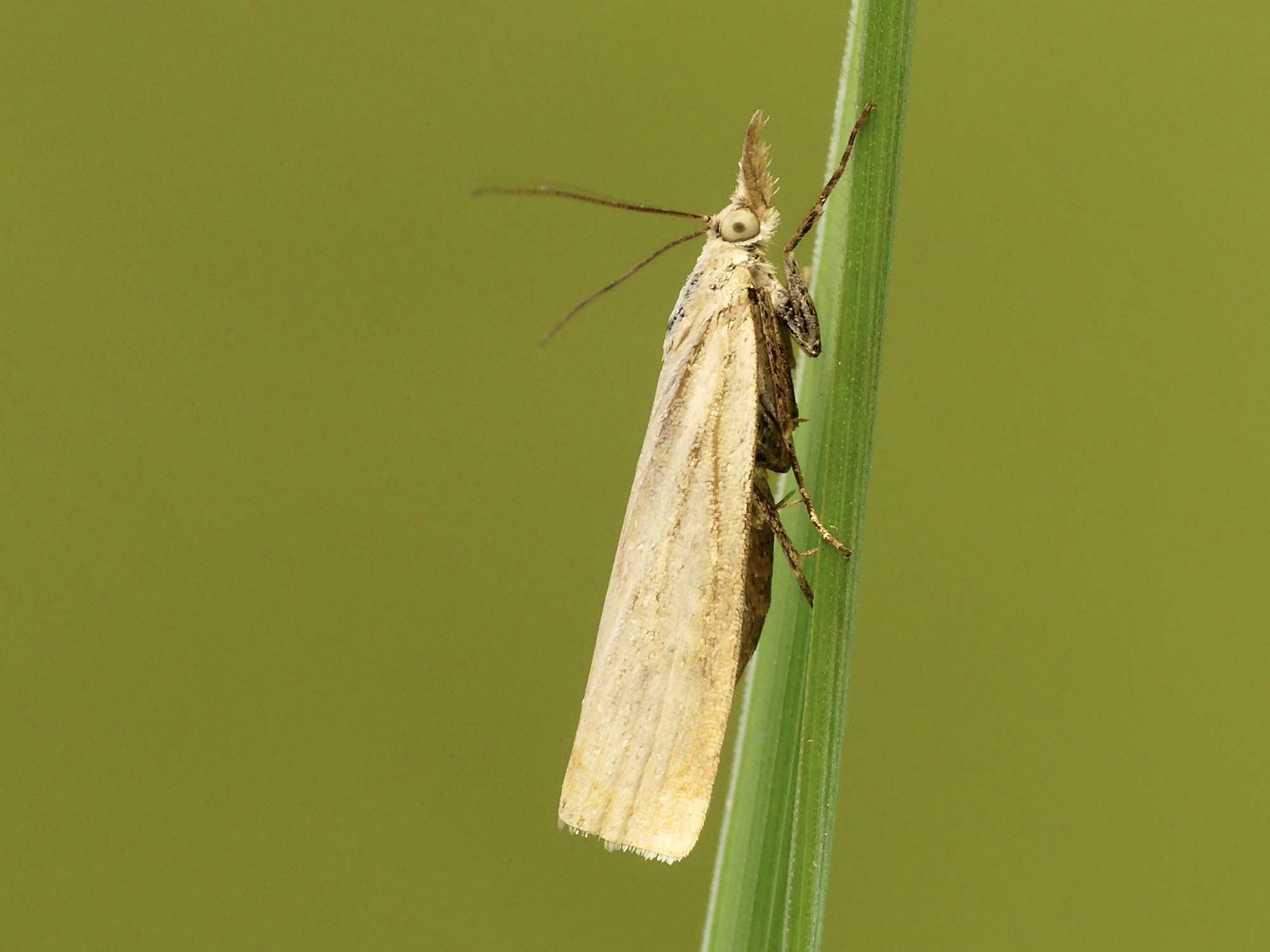 Straw Grass-veneer (Agriphila straminella) photographed in Somerset by Paul Wilkins