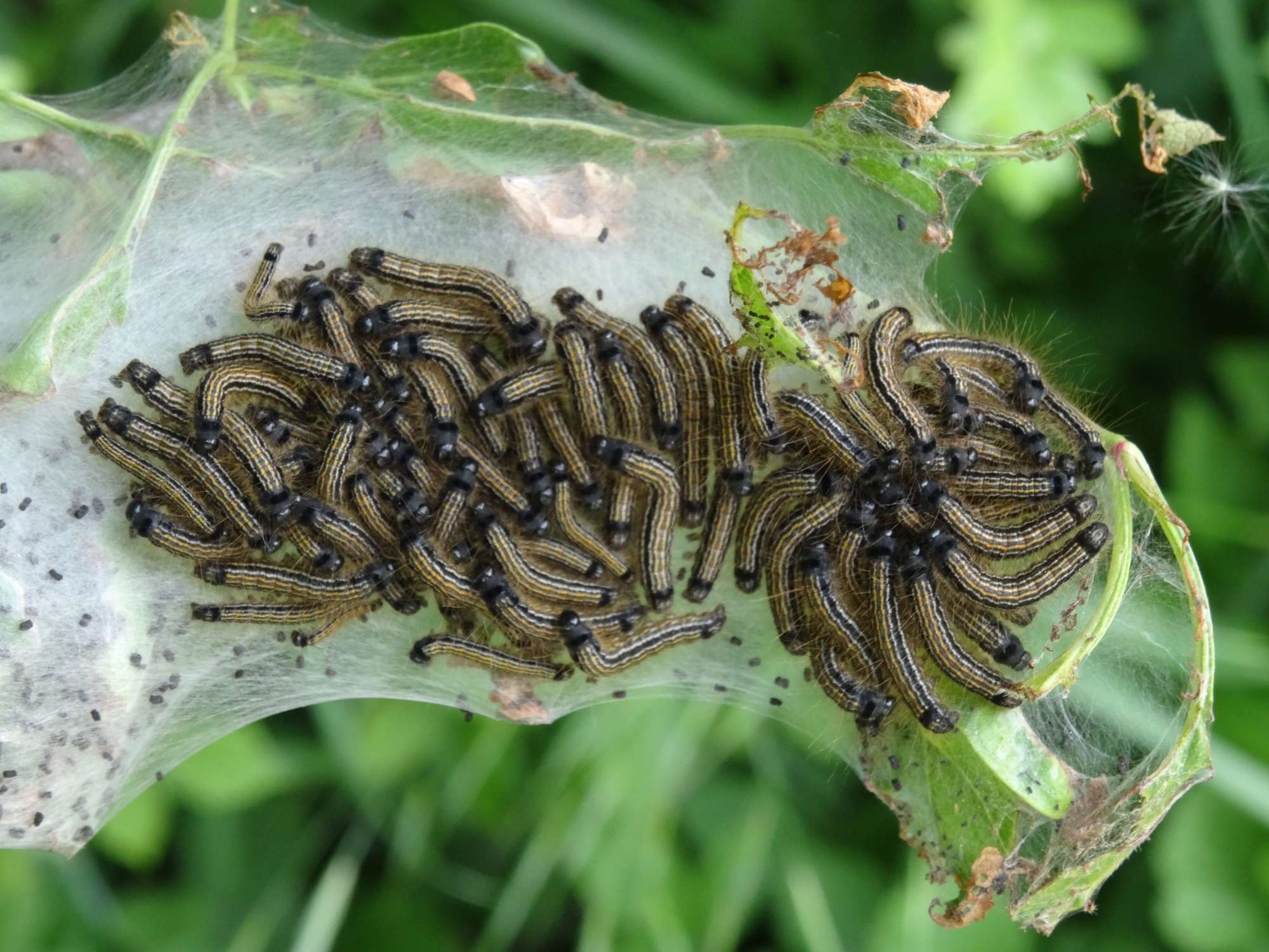 The Lackey (Malacosoma neustria) photographed in Somerset by Christopher Iles