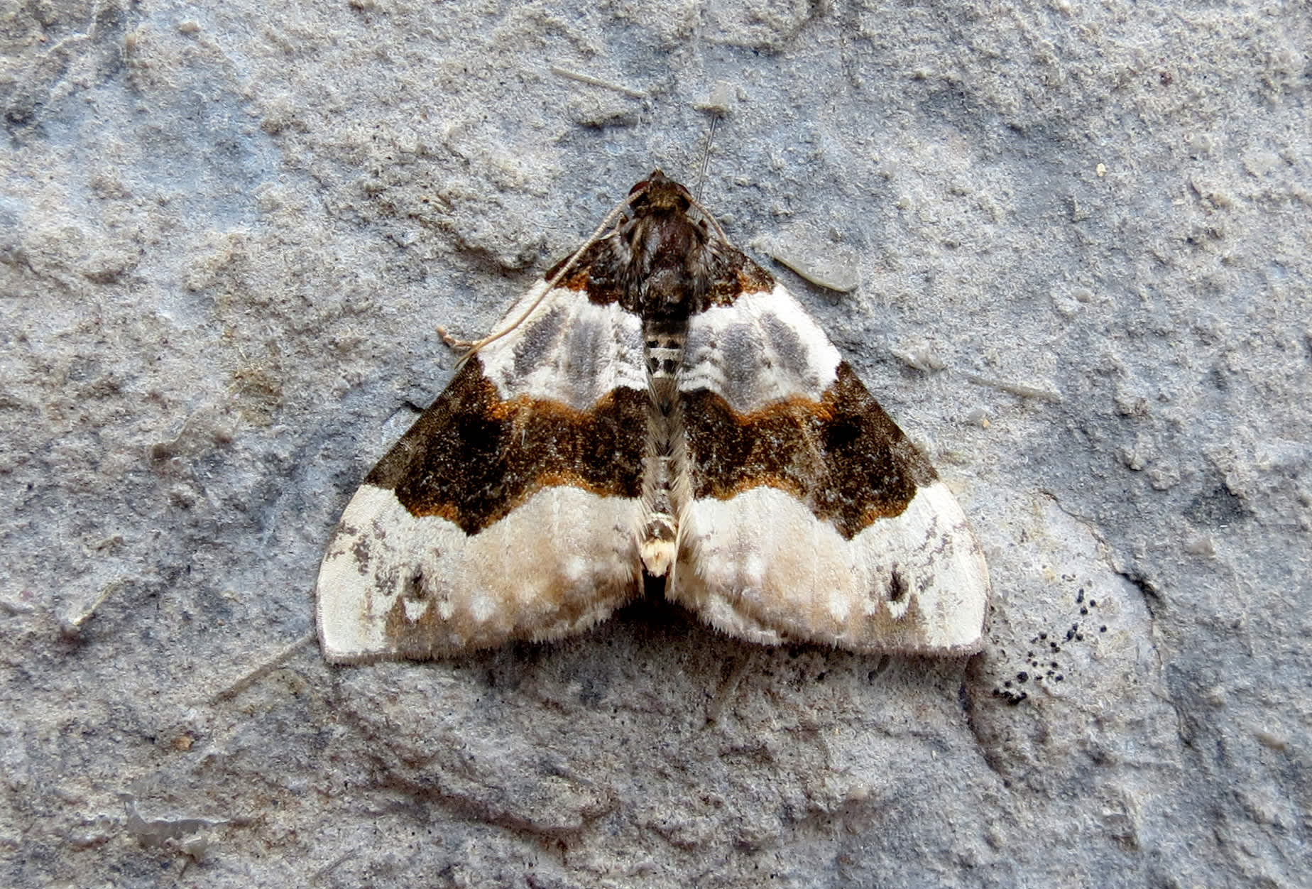 Purple Bar (Cosmorhoe ocellata) photographed in Somerset by Steve Chapple