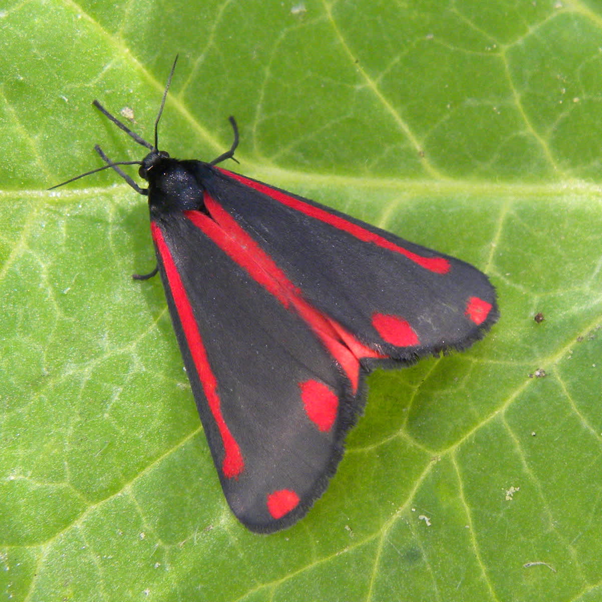 The Cinnabar (Tyria jacobaeae) photographed in Somerset by Sue Davies