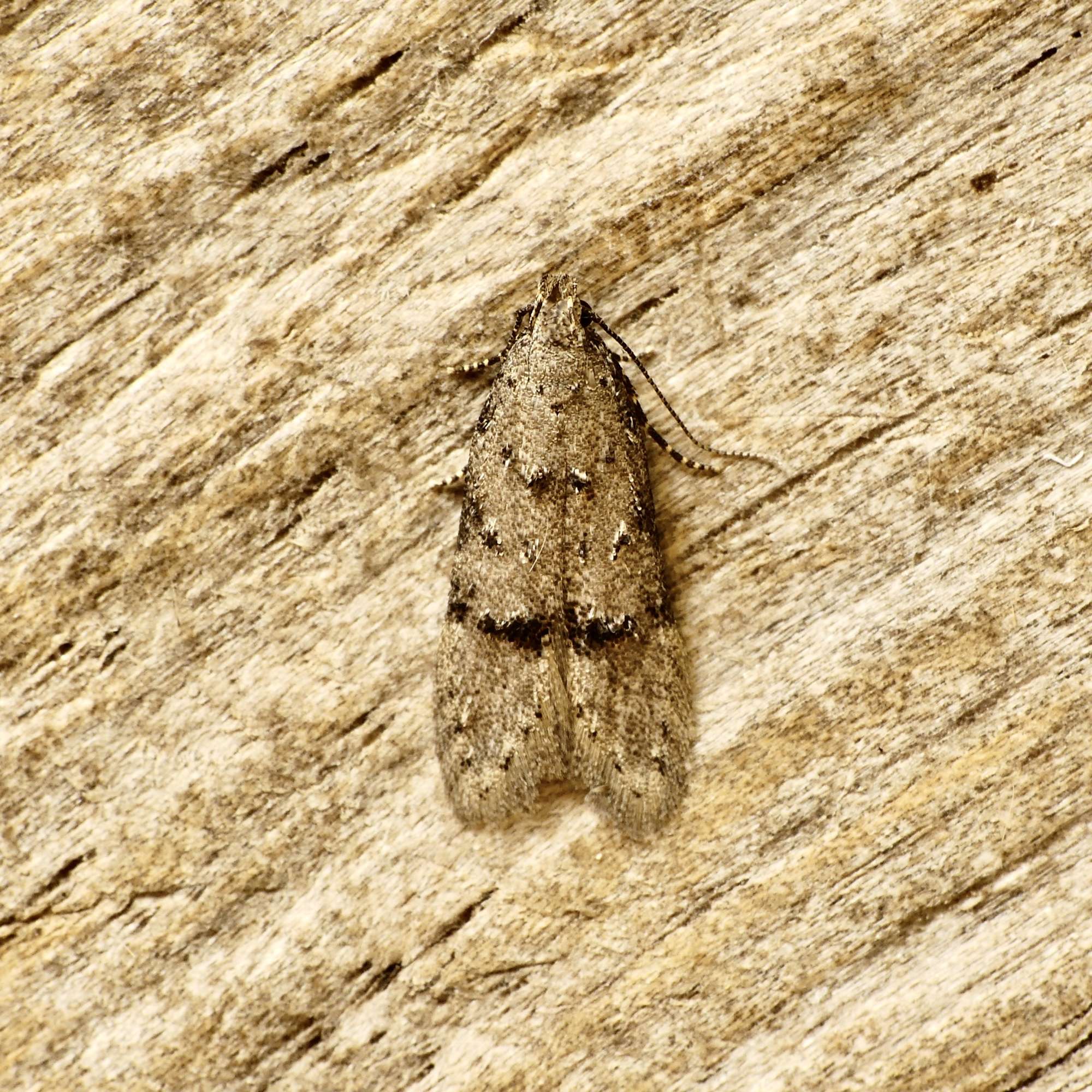 Common Groundling (Teleiodes vulgella) photographed in Somerset by Paul Wilkins