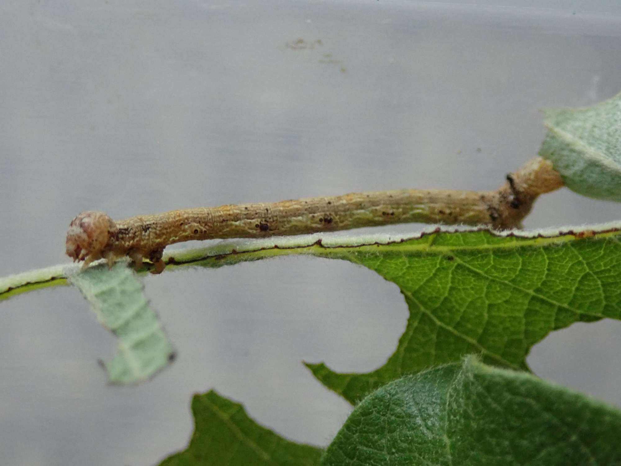 Dotted Border (Agriopis marginaria) photographed in Somerset by Christopher Iles