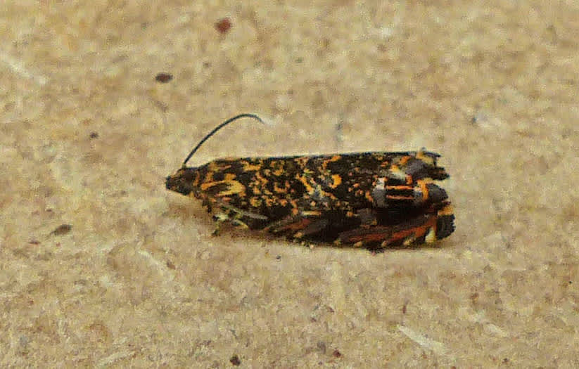 Cherry-bark Moth (Enarmonia formosana) photographed in Somerset by Jenny Vickers