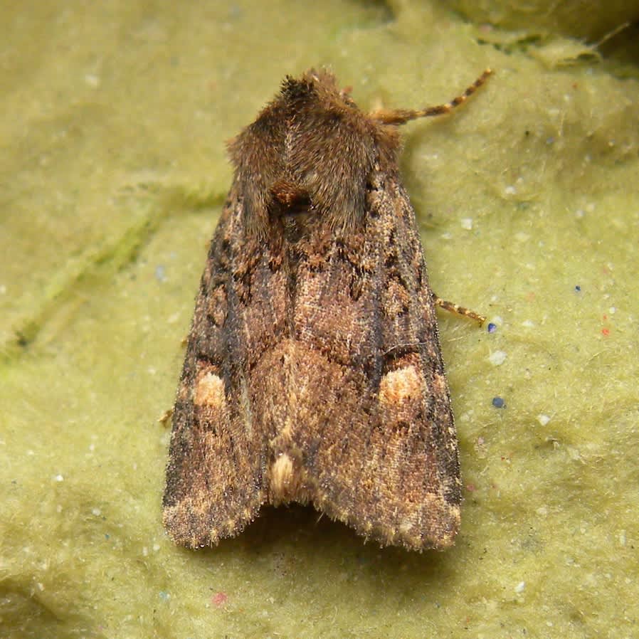 Oak Rustic (Dryobota labecula) photographed in Somerset by Sue Davies