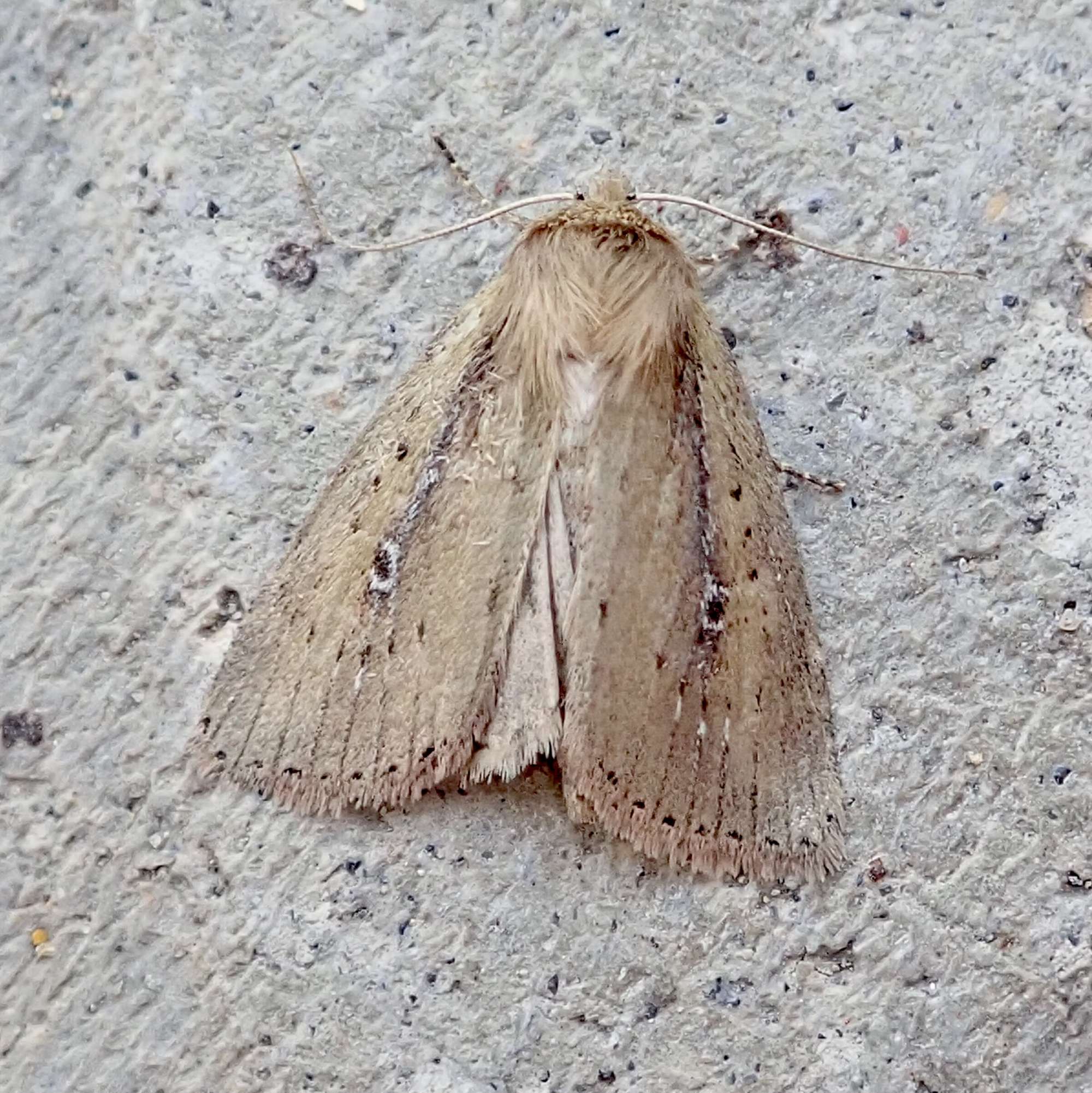 Brown-veined Wainscot (Archanara dissoluta) photographed in Somerset by Sue Davies
