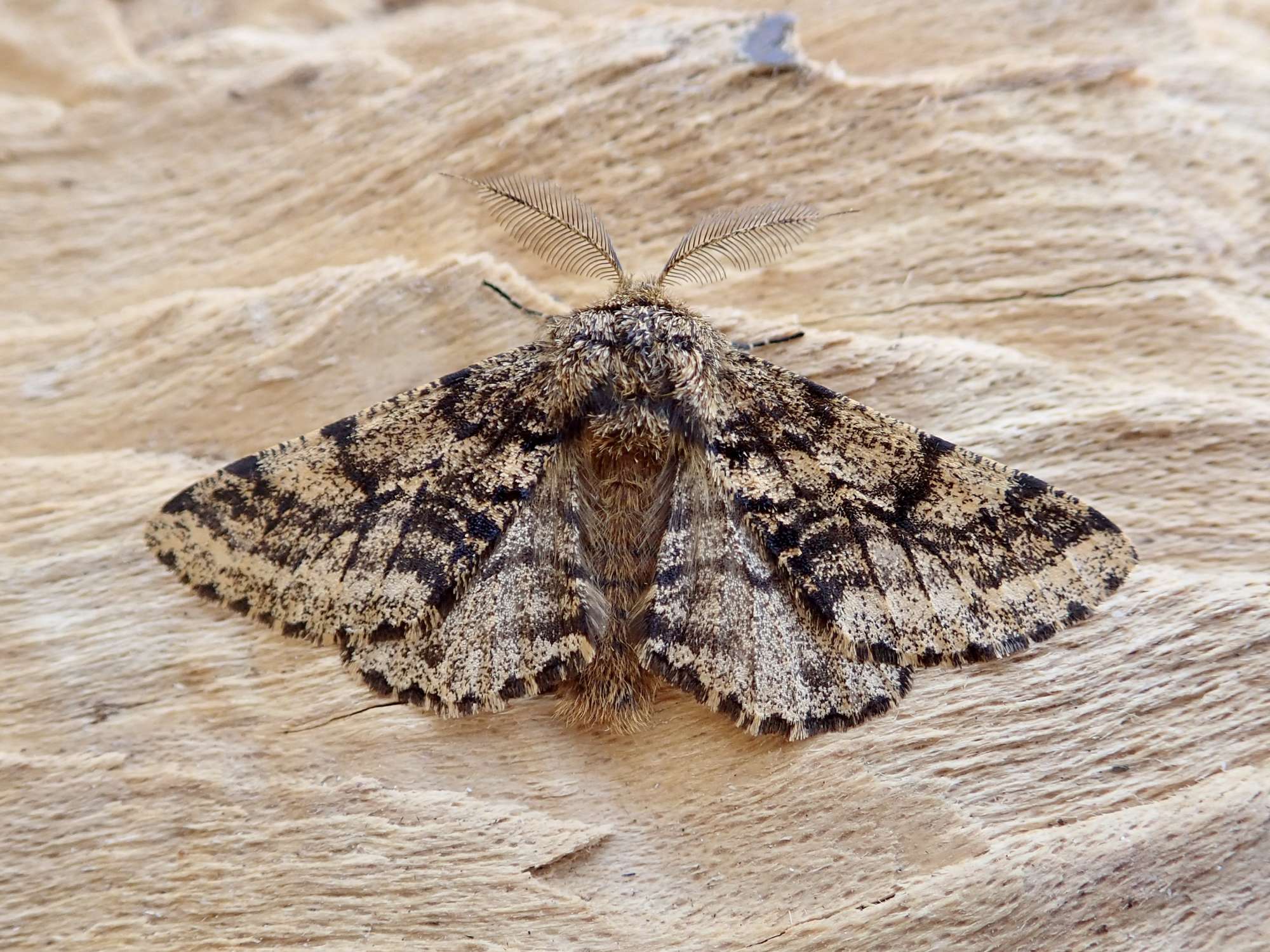 Brindled Beauty (Lycia hirtaria) photographed in Somerset by Sue Davies