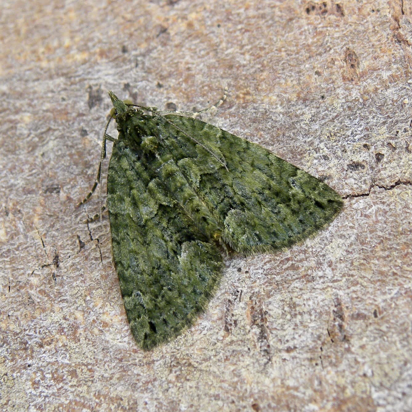 Red-green Carpet (Chloroclysta siterata) photographed in Somerset by Sue Davies