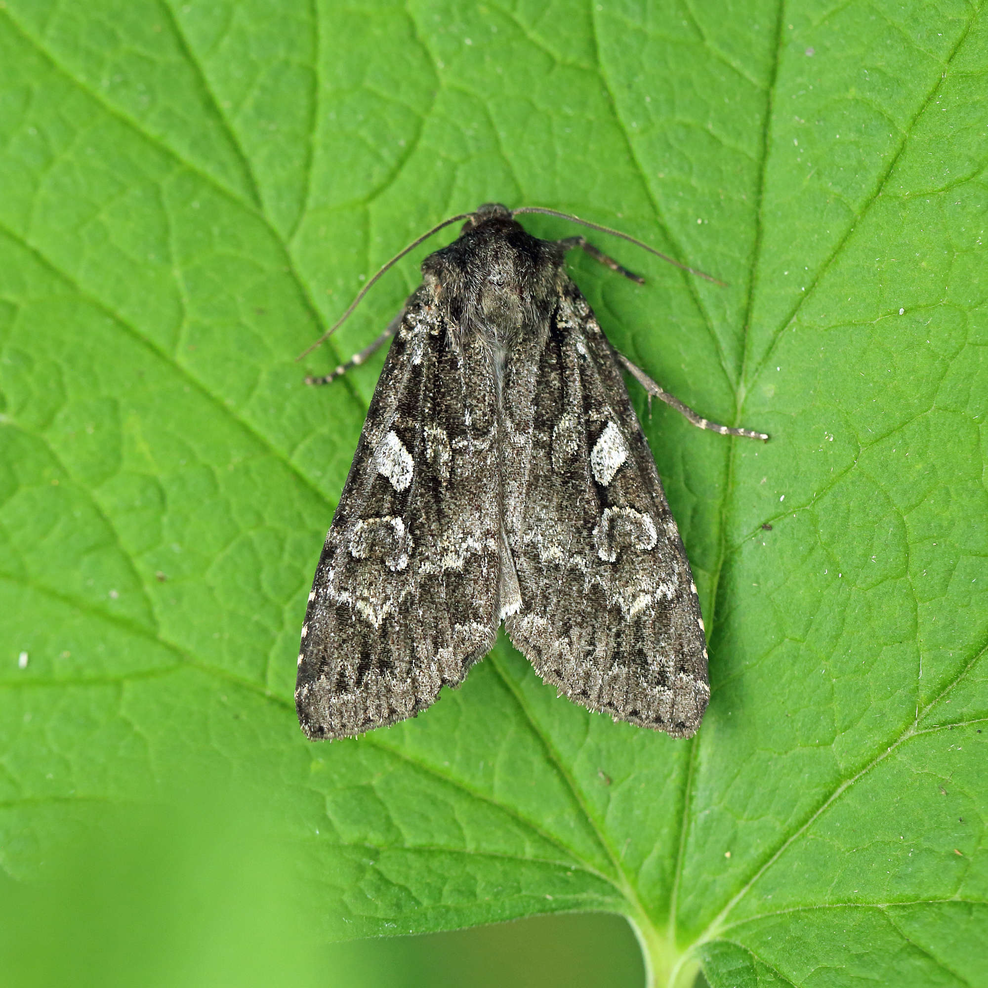 Great Brocade (Eurois occulta) photographed in Somerset by Nigel Voaden