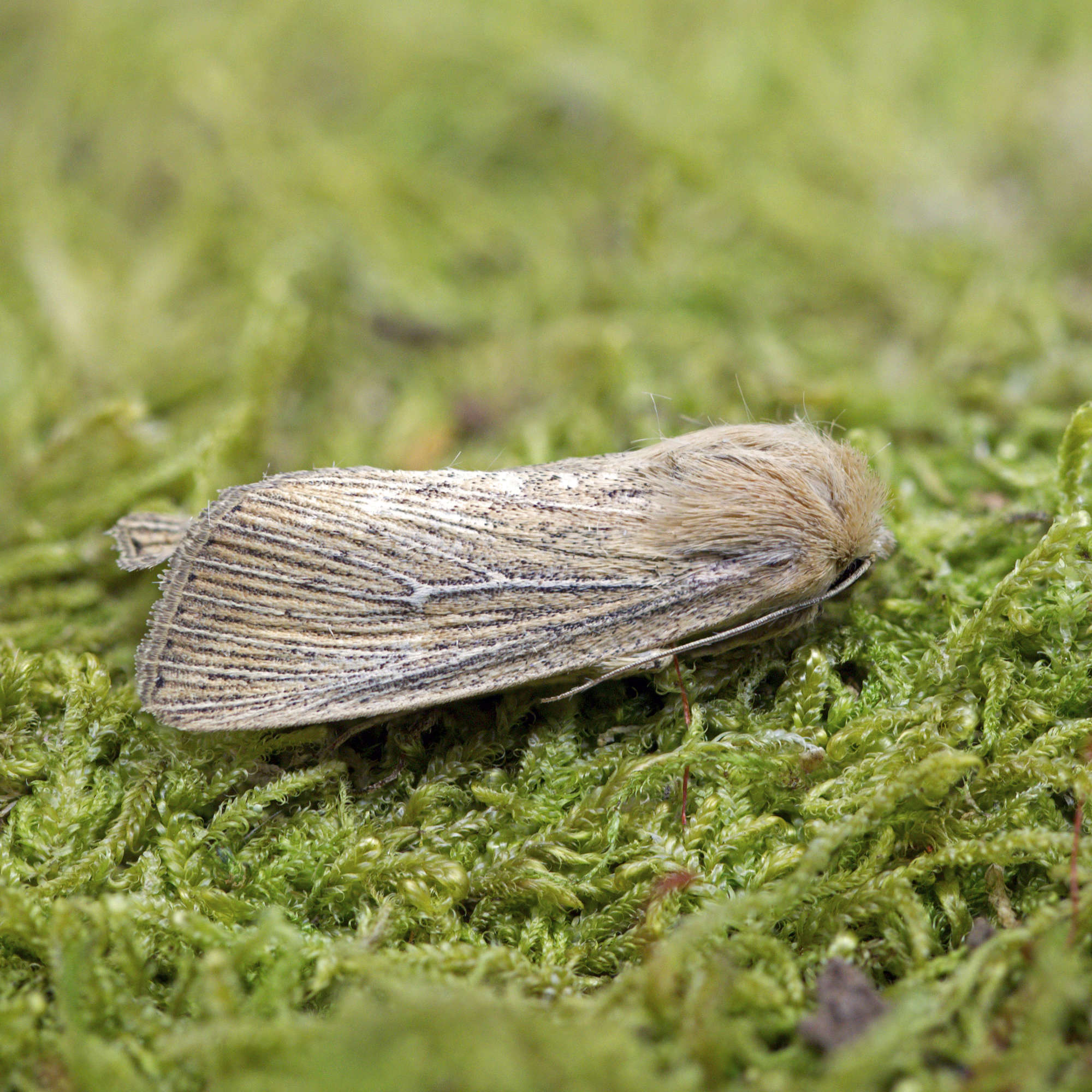 Obscure Wainscot (Leucania obsoleta) photographed in Somerset by Nigel Voaden