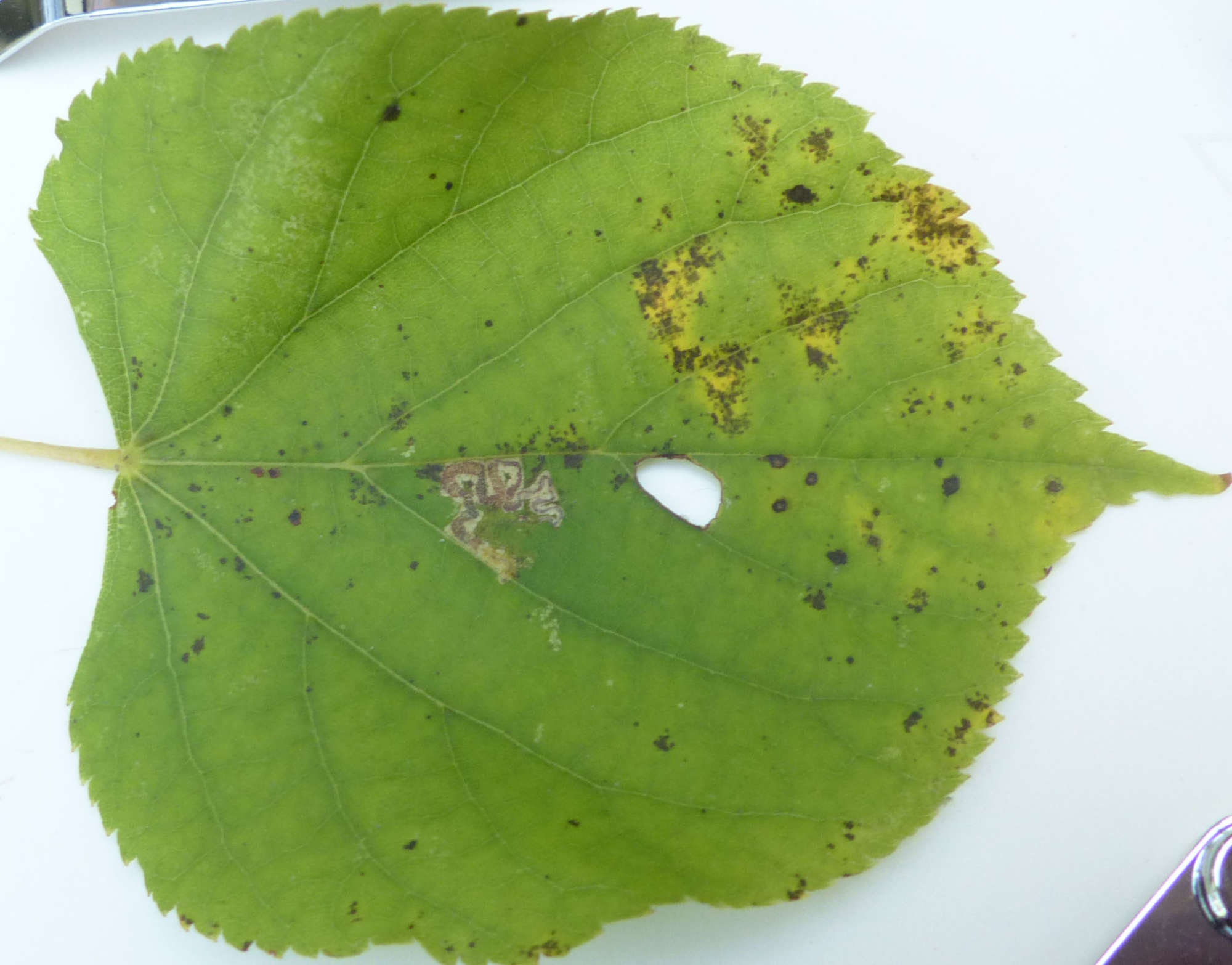 Lime Pigmy (Stigmella tiliae) photographed in Somerset by Jenny Vickers