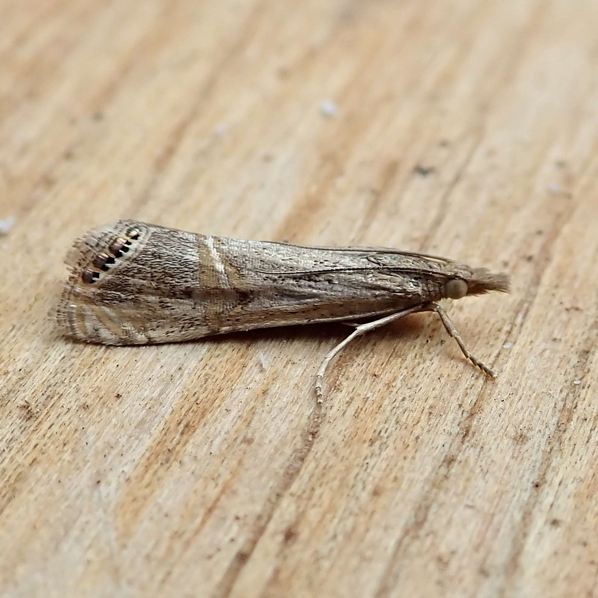 Eyed Veneer (Euchromius ocellea) photographed in Somerset by Sue Davies