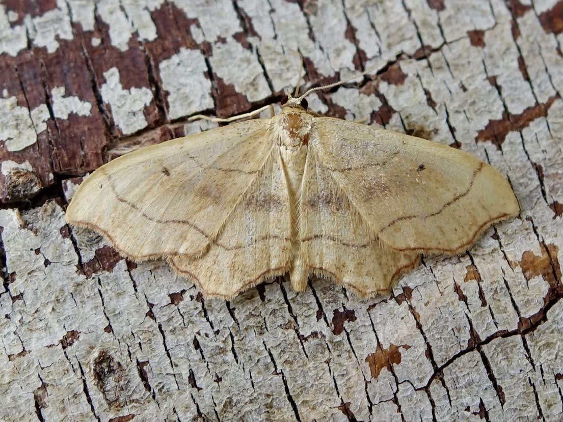 Small Scallop (Idaea emarginata) photographed in Somerset by Sue Davies