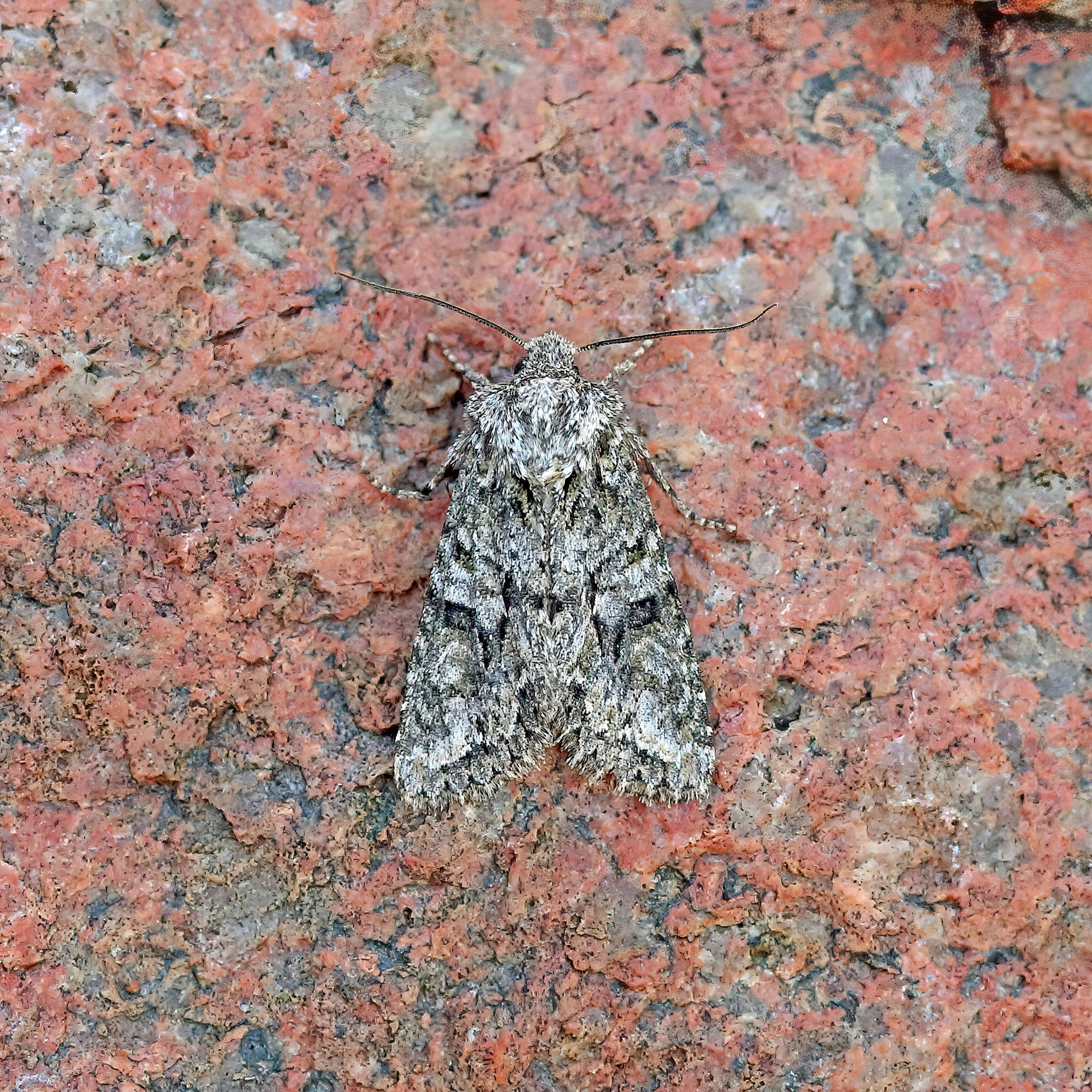 Brindled Green (Dryobotodes eremita) photographed in Somerset by Nigel Voaden