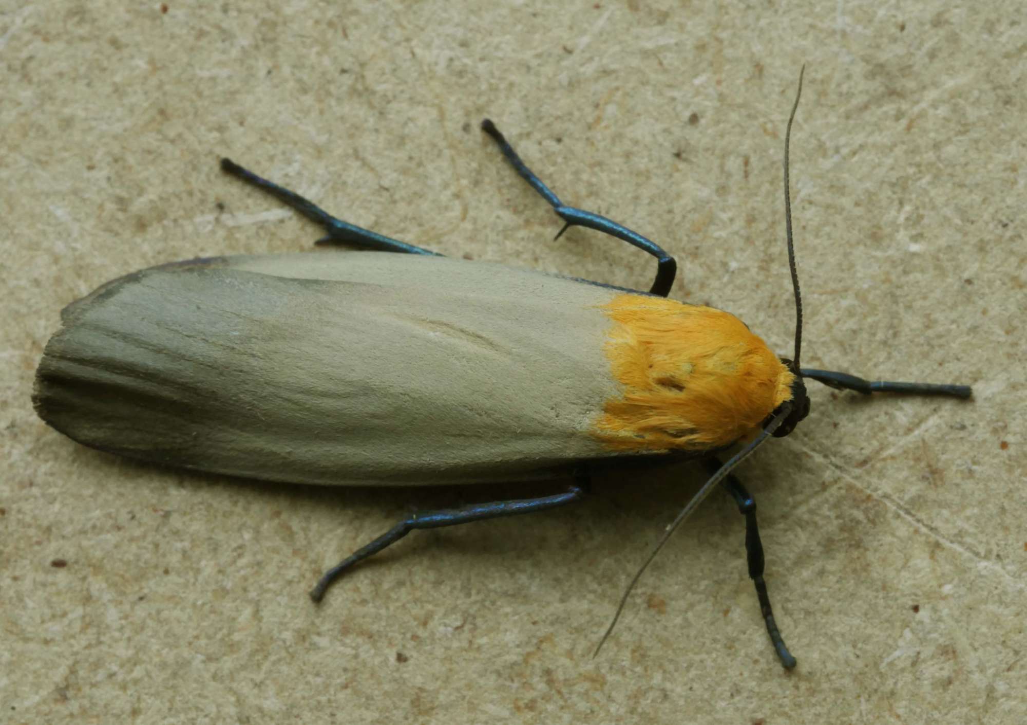 Four-spotted Footman (Lithosia quadra) photographed in Somerset by Jenny Vickers