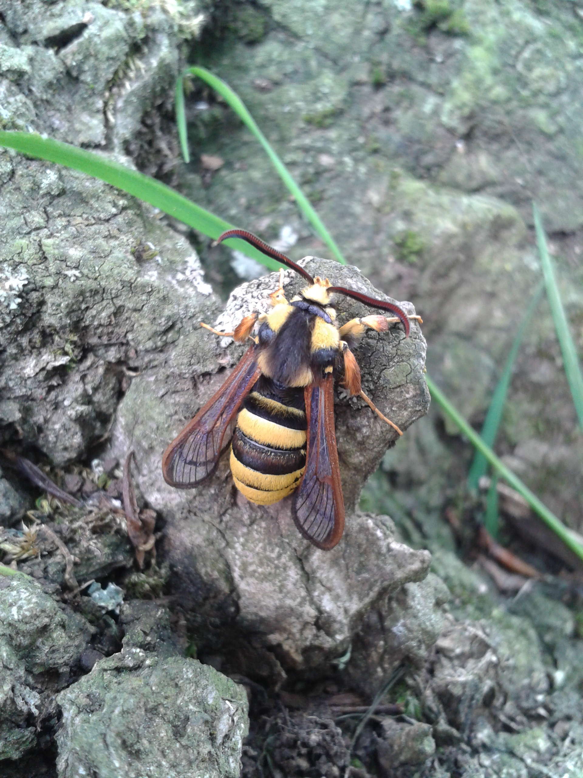 Hornet Moth (Sesia apiformis) photographed in Somerset by Christopher Iles