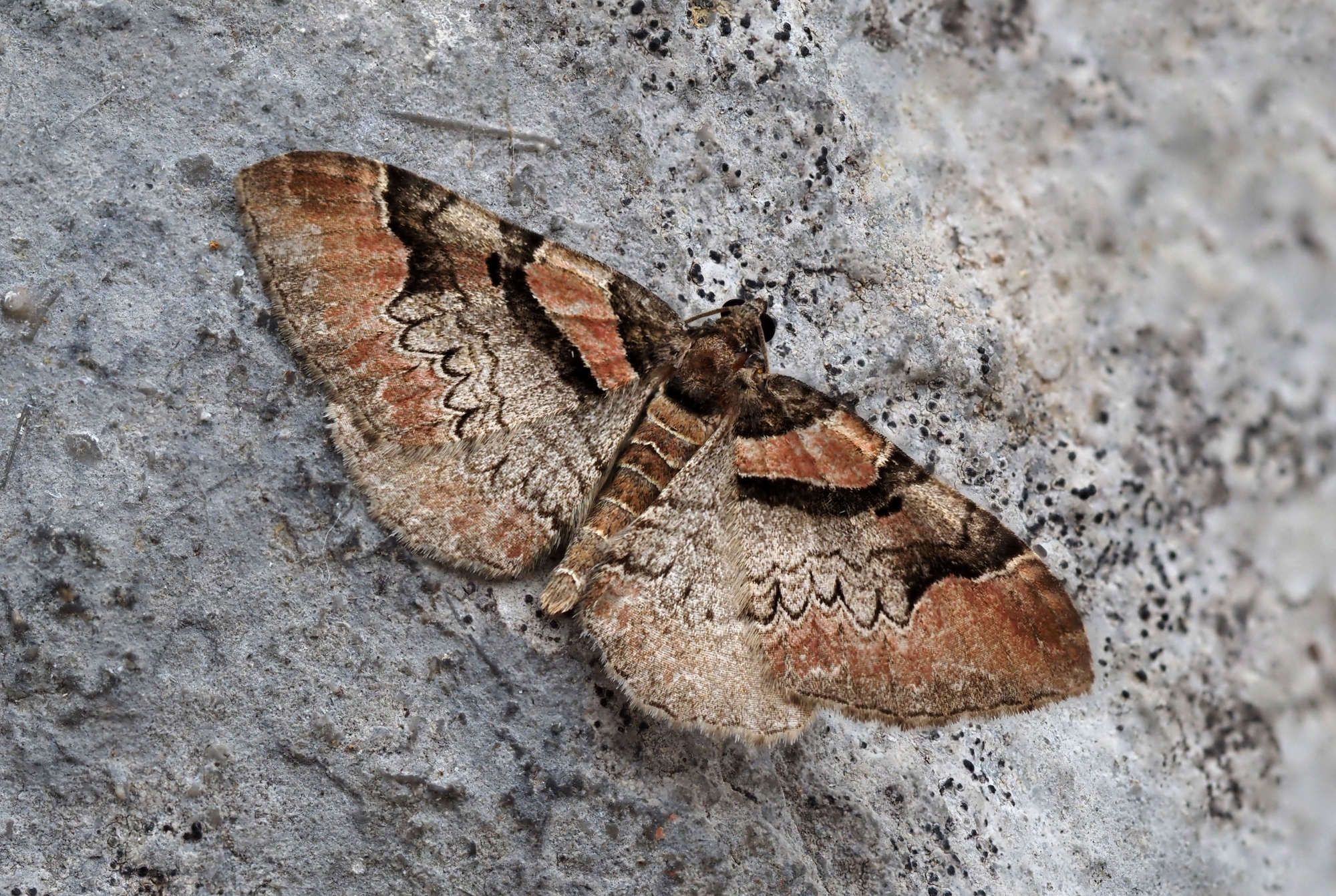 Ruddy Carpet (Catarhoe rubidata) photographed in Somerset by Steve Chapple