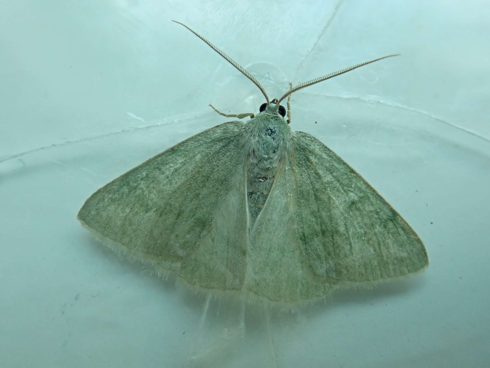 Grass Emerald (Pseudoterpna pruinata) photographed in Somerset by Christopher Iles