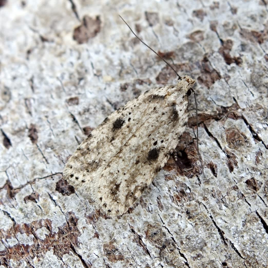 Brindled Flat-body (Agonopterix arenella) photographed in Somerset by Sue Davies