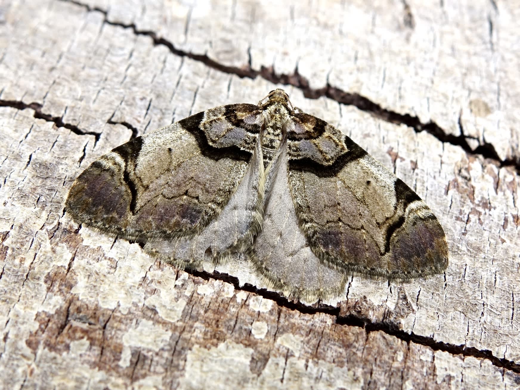 The Streamer (Anticlea derivata) photographed in Somerset by Sue Davies