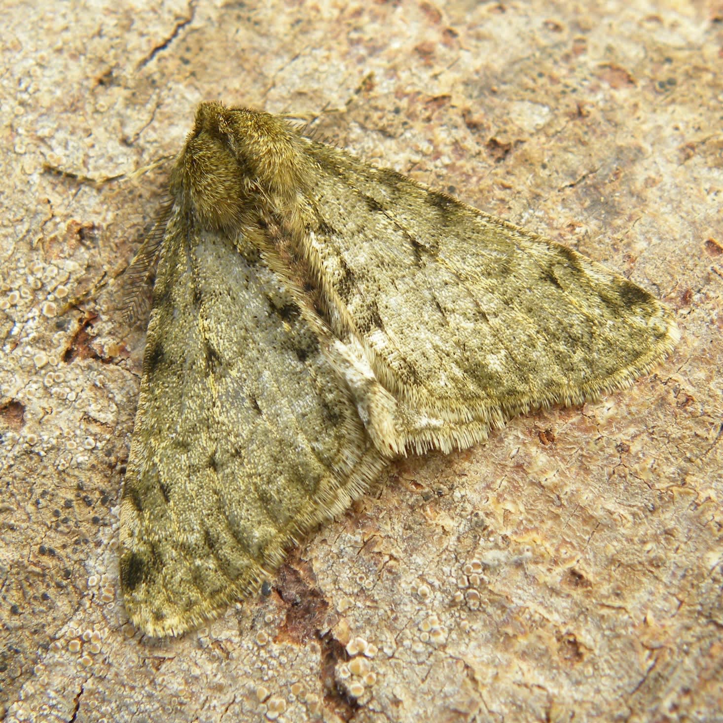 Pale Brindled Beauty (Phigalia pilosaria) photographed in Somerset by Sue Davies