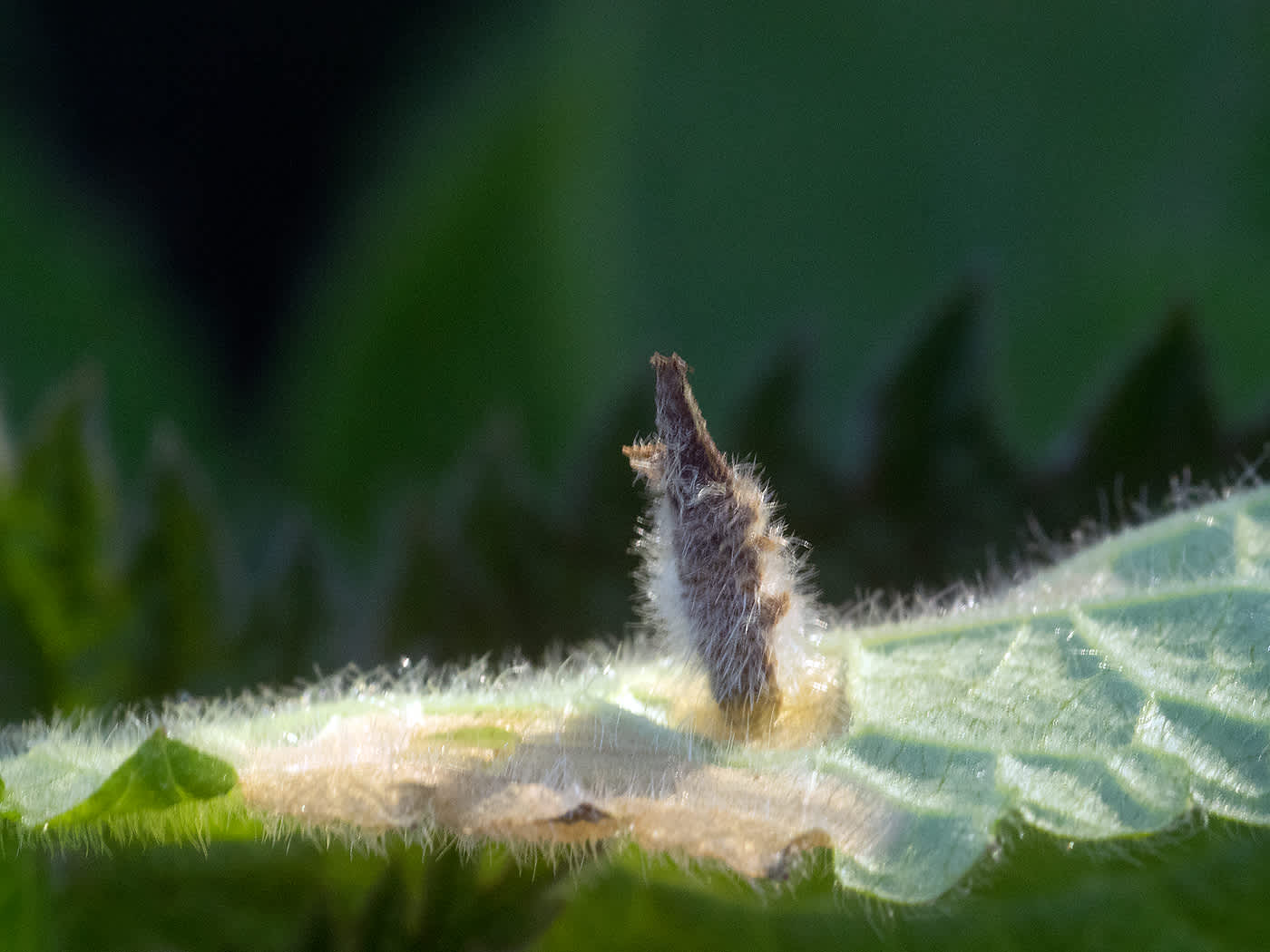 Woundwort Case-bearer (Coleophora lineolea) photographed in Somerset by John Bebbington