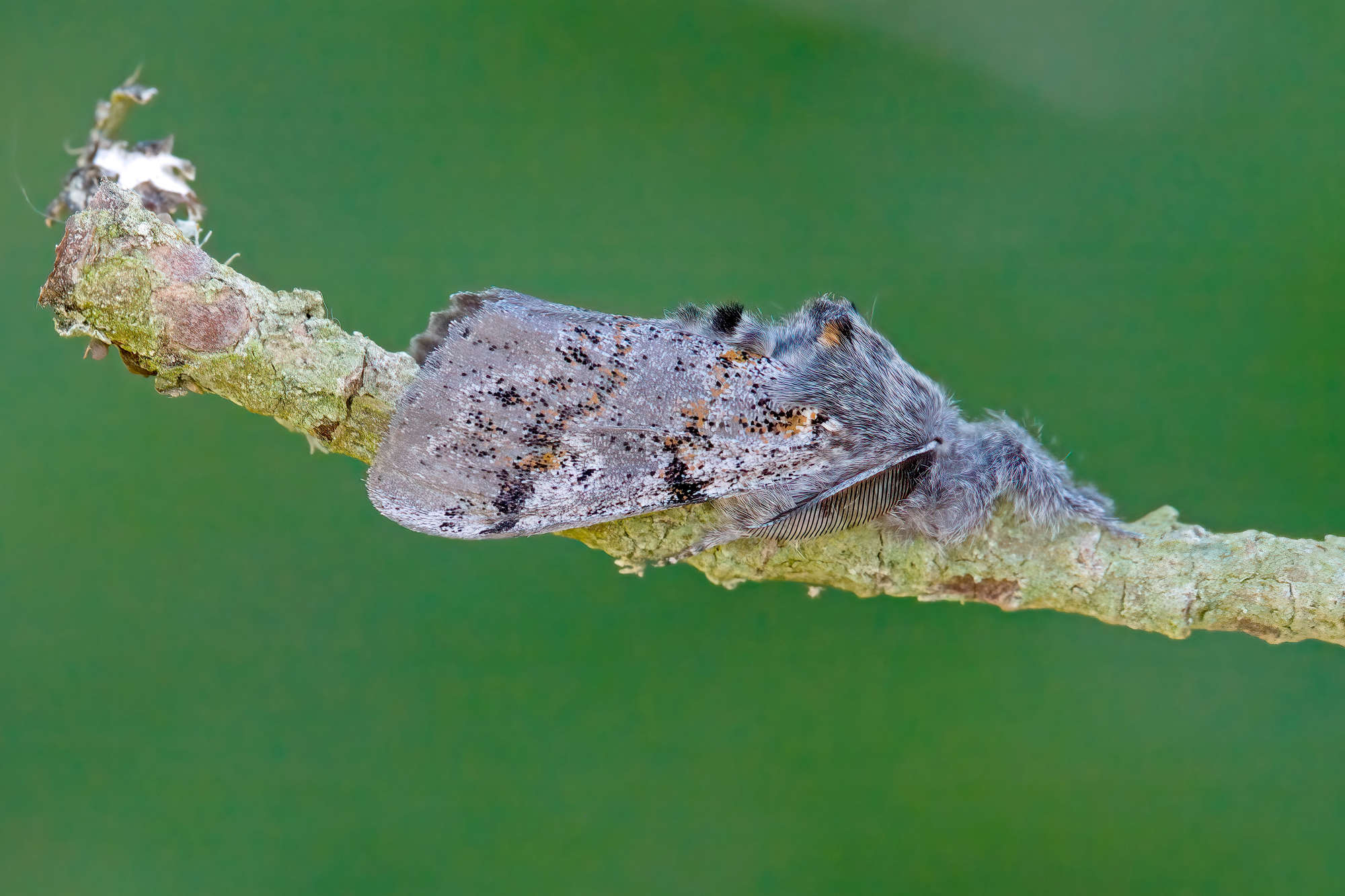 Dark Tussock (Dicallomera fascelina) photographed in Somerset by Nigel Voaden