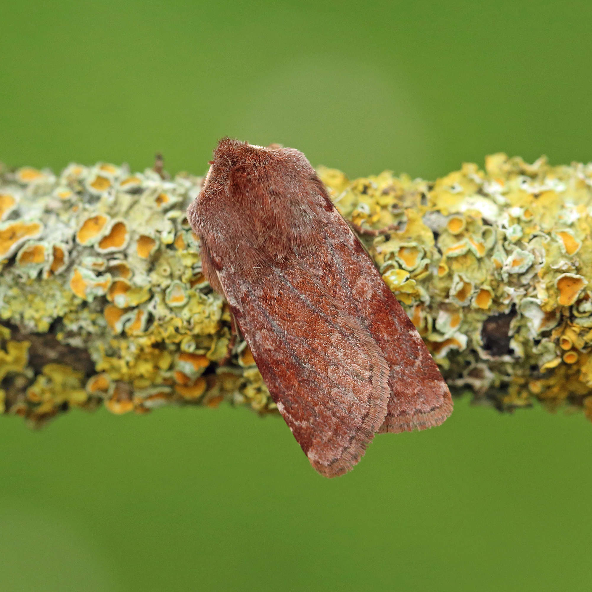 Red Chestnut (Cerastis rubricosa) photographed in Somerset by Nigel Voaden