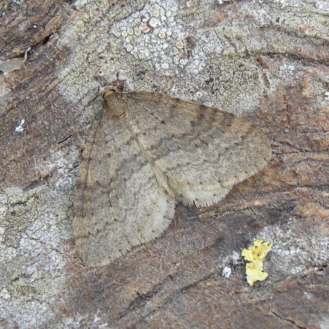 Winter Moth (Operophtera brumata) photographed in Somerset by Sue Davies