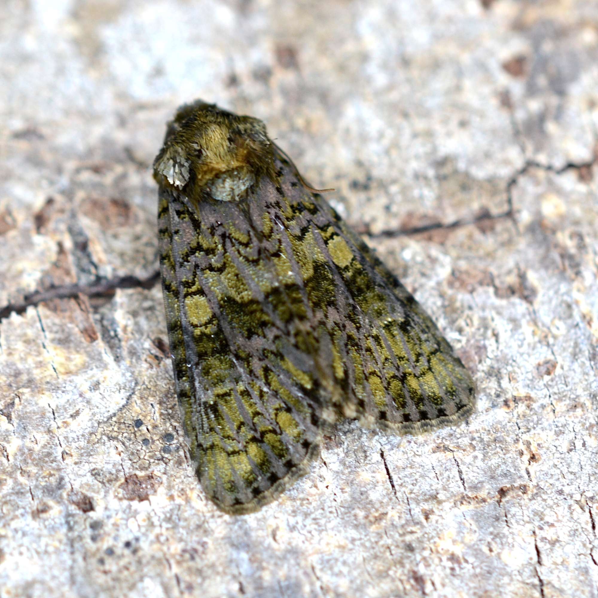 The Coronet (Craniophora ligustri) photographed in Somerset by Sue Davies