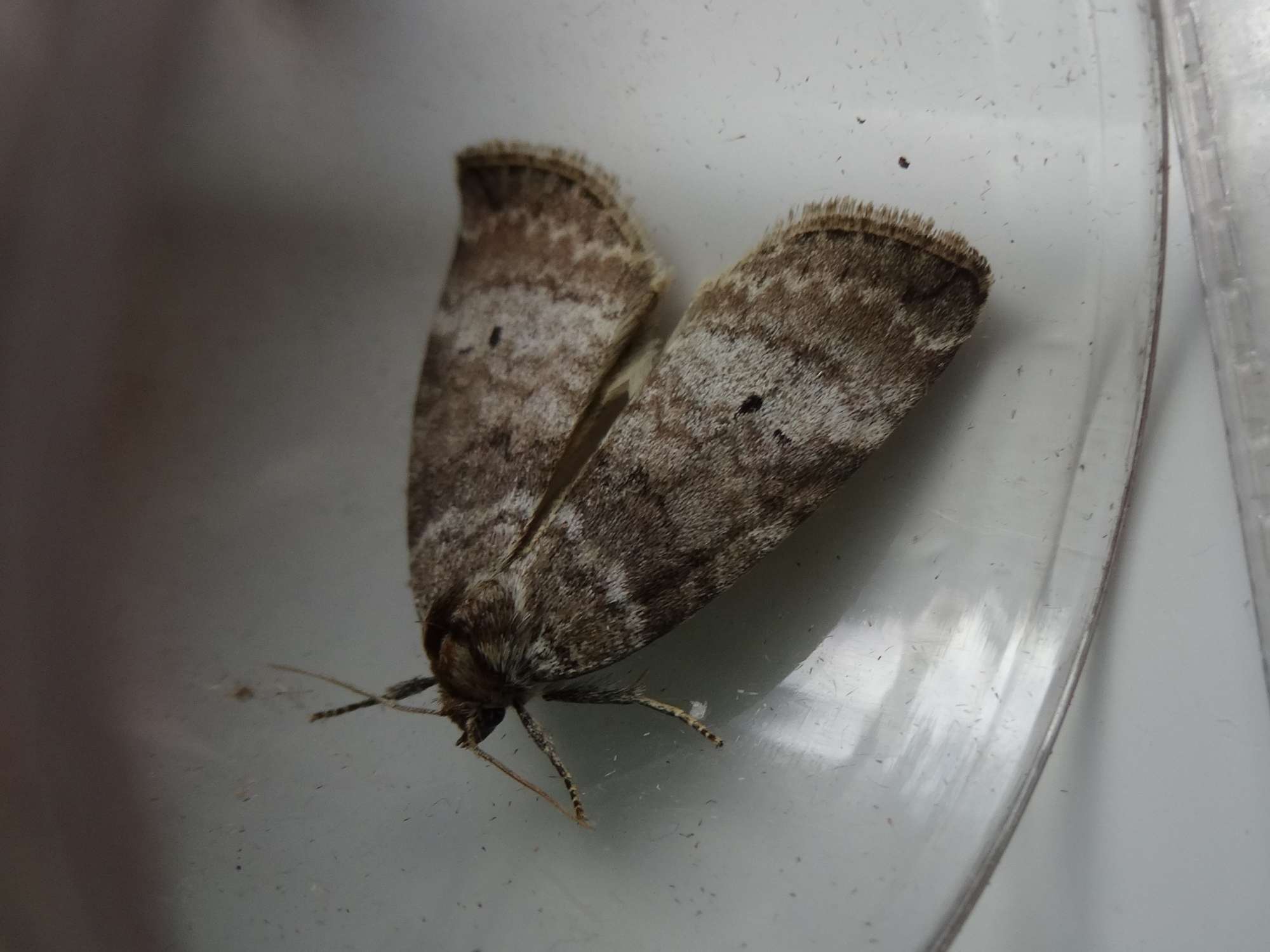 Common Lutestring (Ochropacha duplaris) photographed in Somerset by Christopher Iles