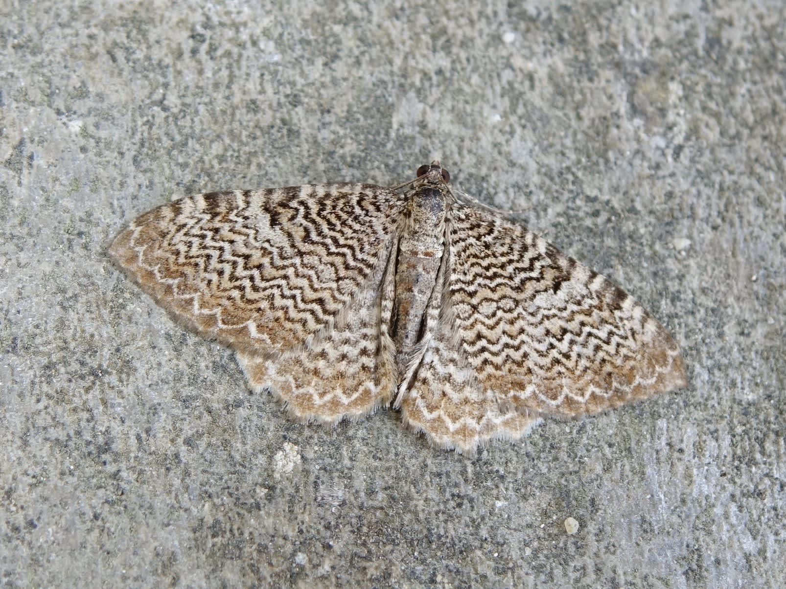 Scallop Shell (Rheumaptera undulata) photographed in Somerset by Sue Davies