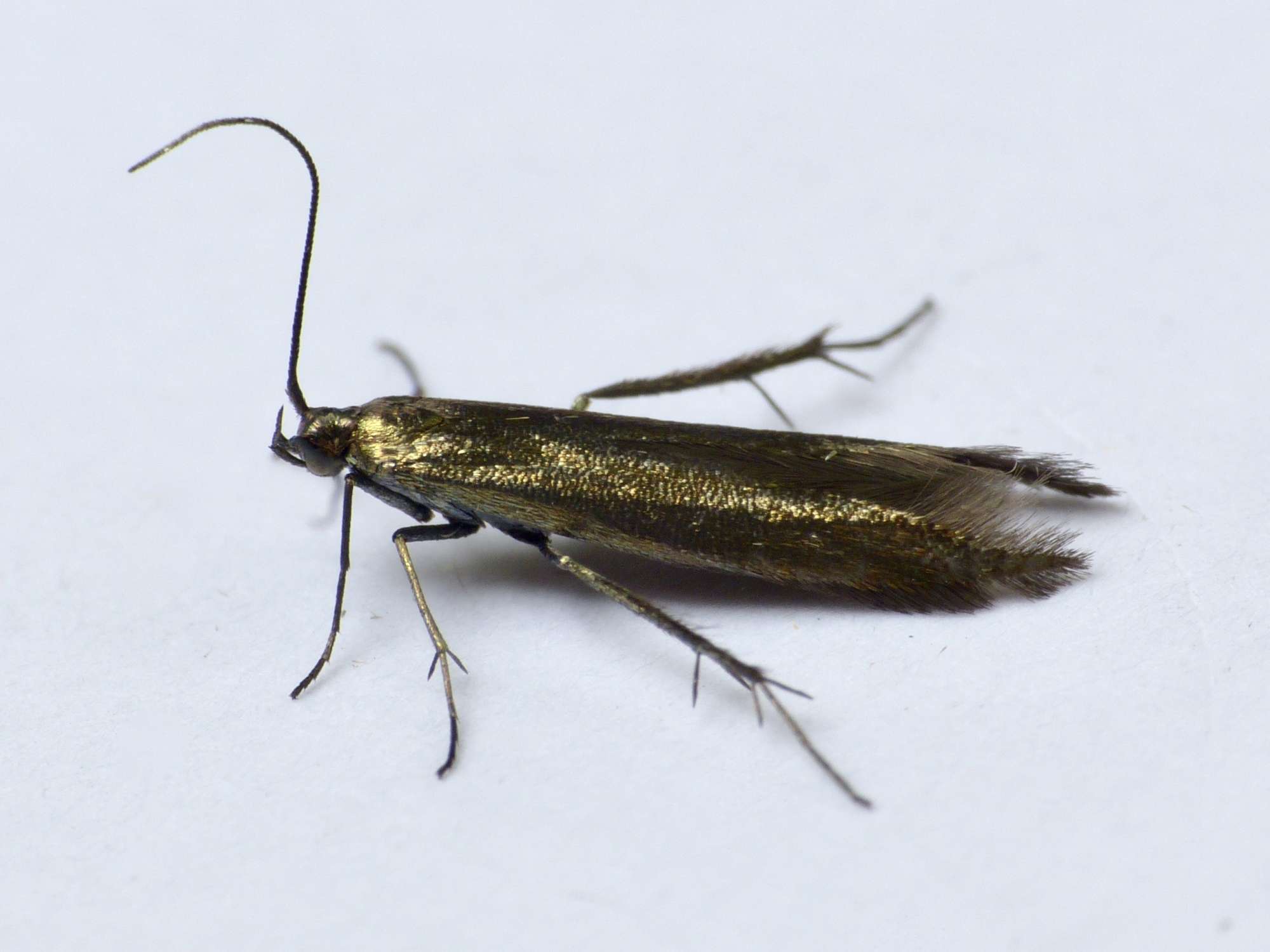 White-clover Case-bearer (Coleophora frischella) photographed in Somerset by Paul Wilkins