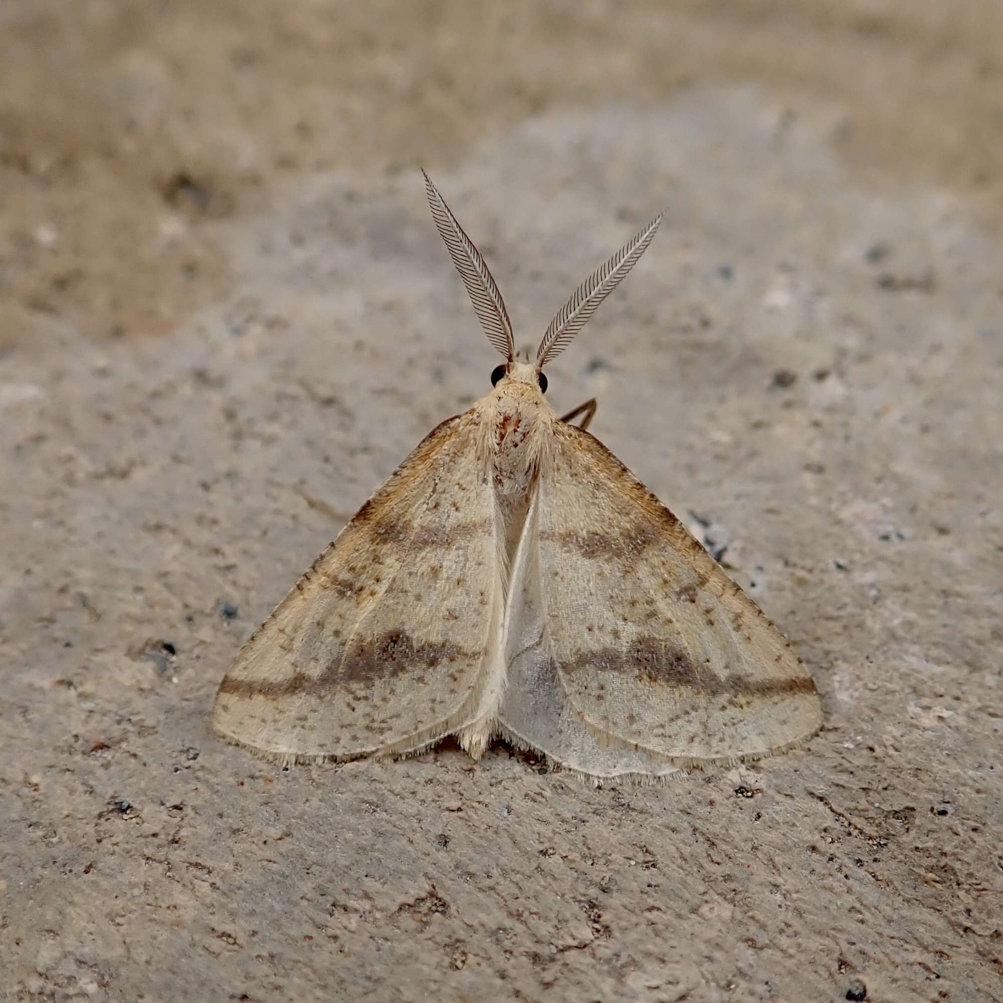 Yellow Belle (Aspitates ochrearia) photographed in Somerset by Sue Davies