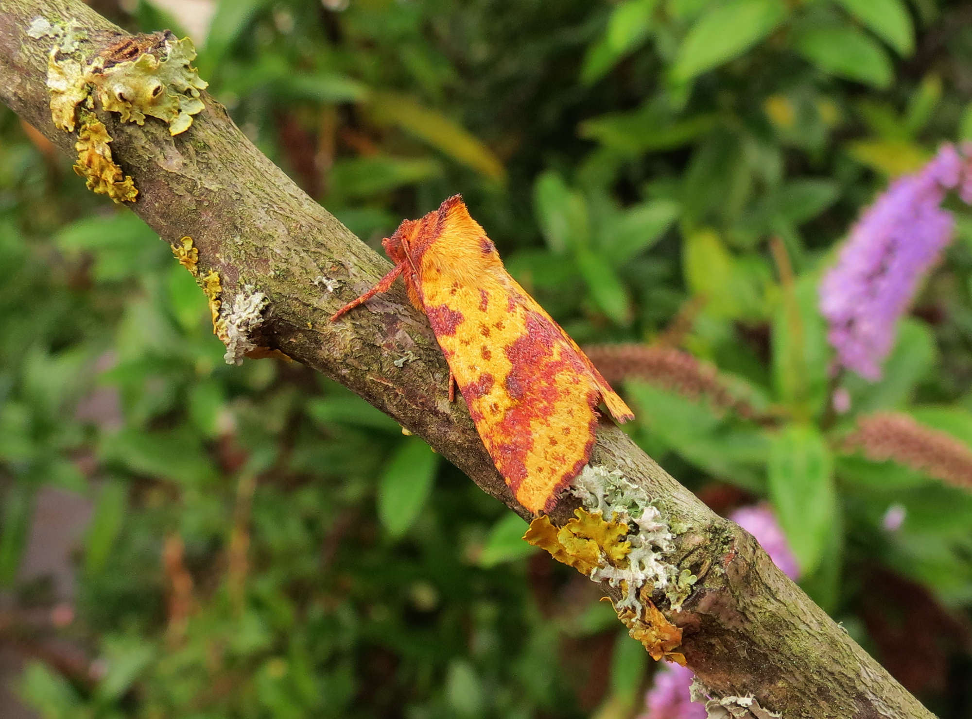 Pink-barred Sallow (Xanthia togata) photographed in Somerset by Steve Chapple