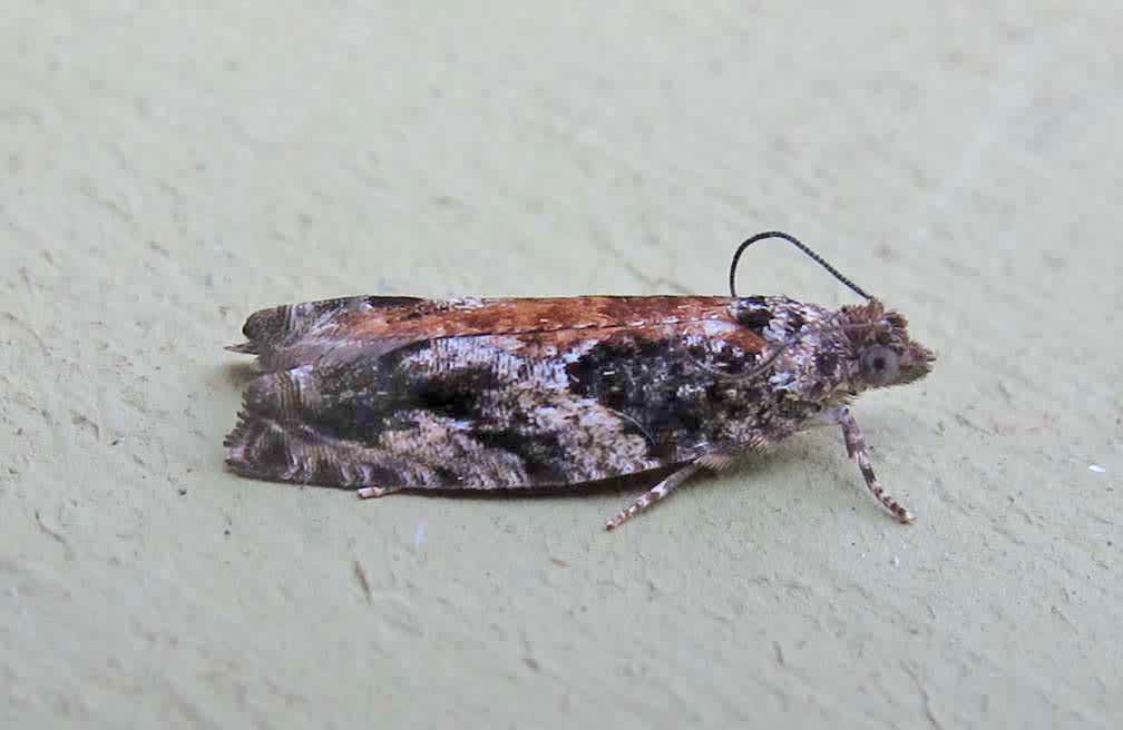 Grey Poplar Bell (Epinotia nisella) photographed in Somerset by Jenny Vickers