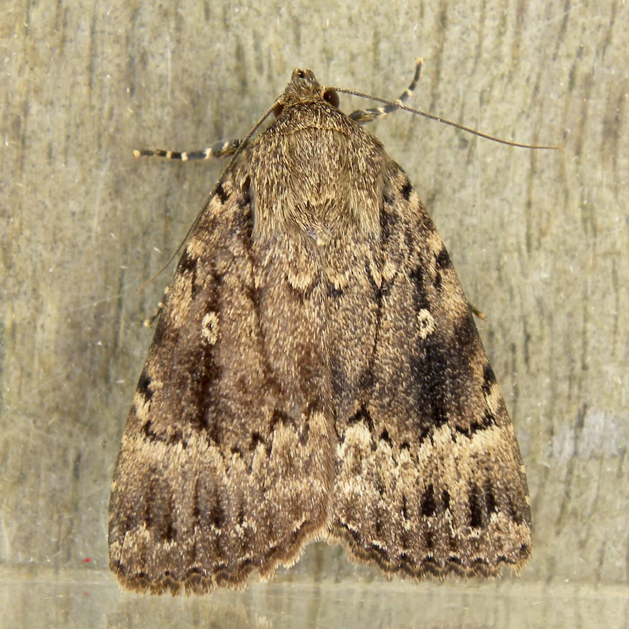 Svensson's Copper Underwing (Amphipyra berbera) photographed in Somerset by Sue Davies