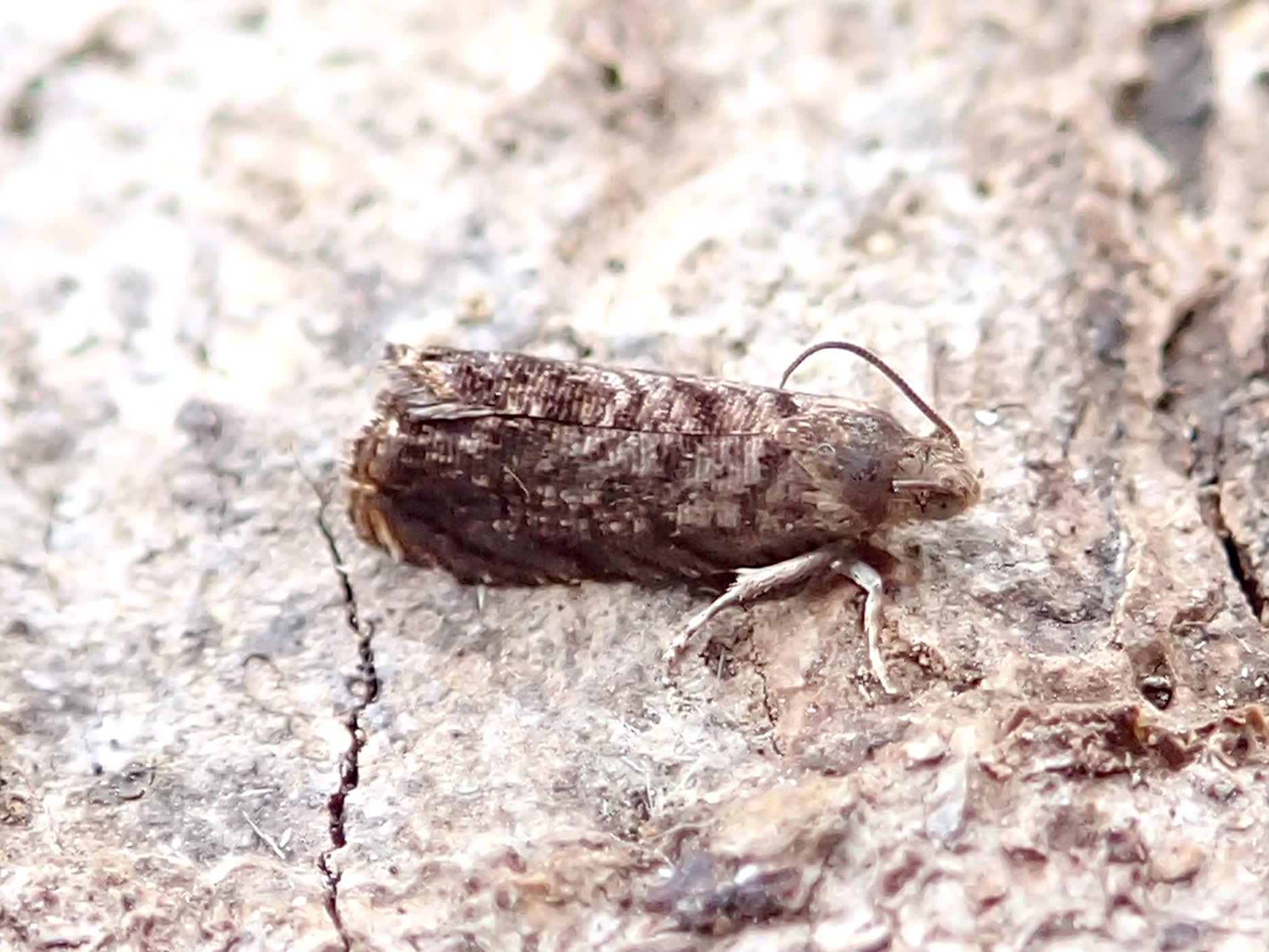 Kent Fruit Piercer (Grapholita lobarzewskii) photographed in Somerset by Sue Davies