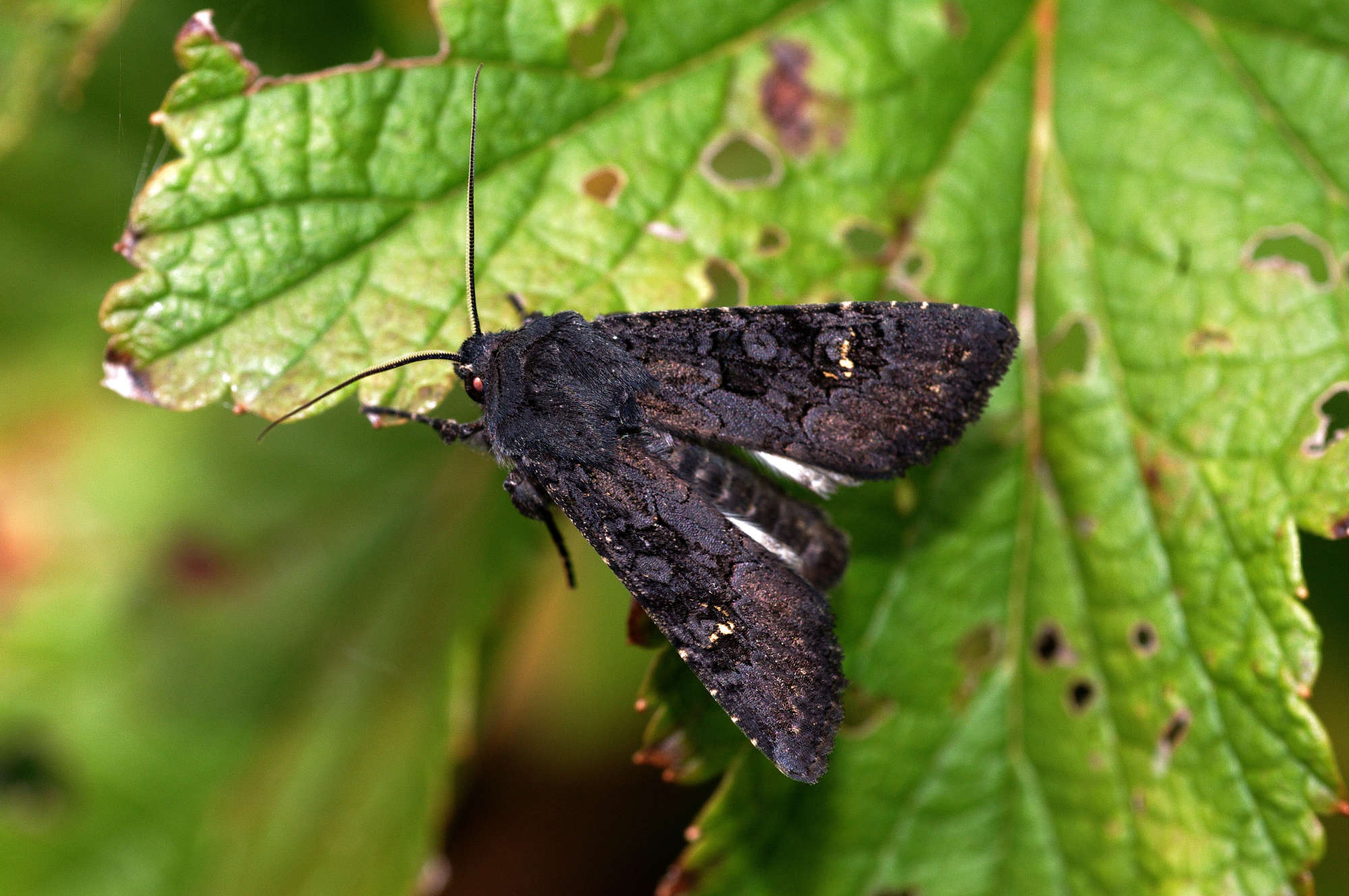 Black Rustic (Aporophyla nigra) photographed in Somerset by John Connolly