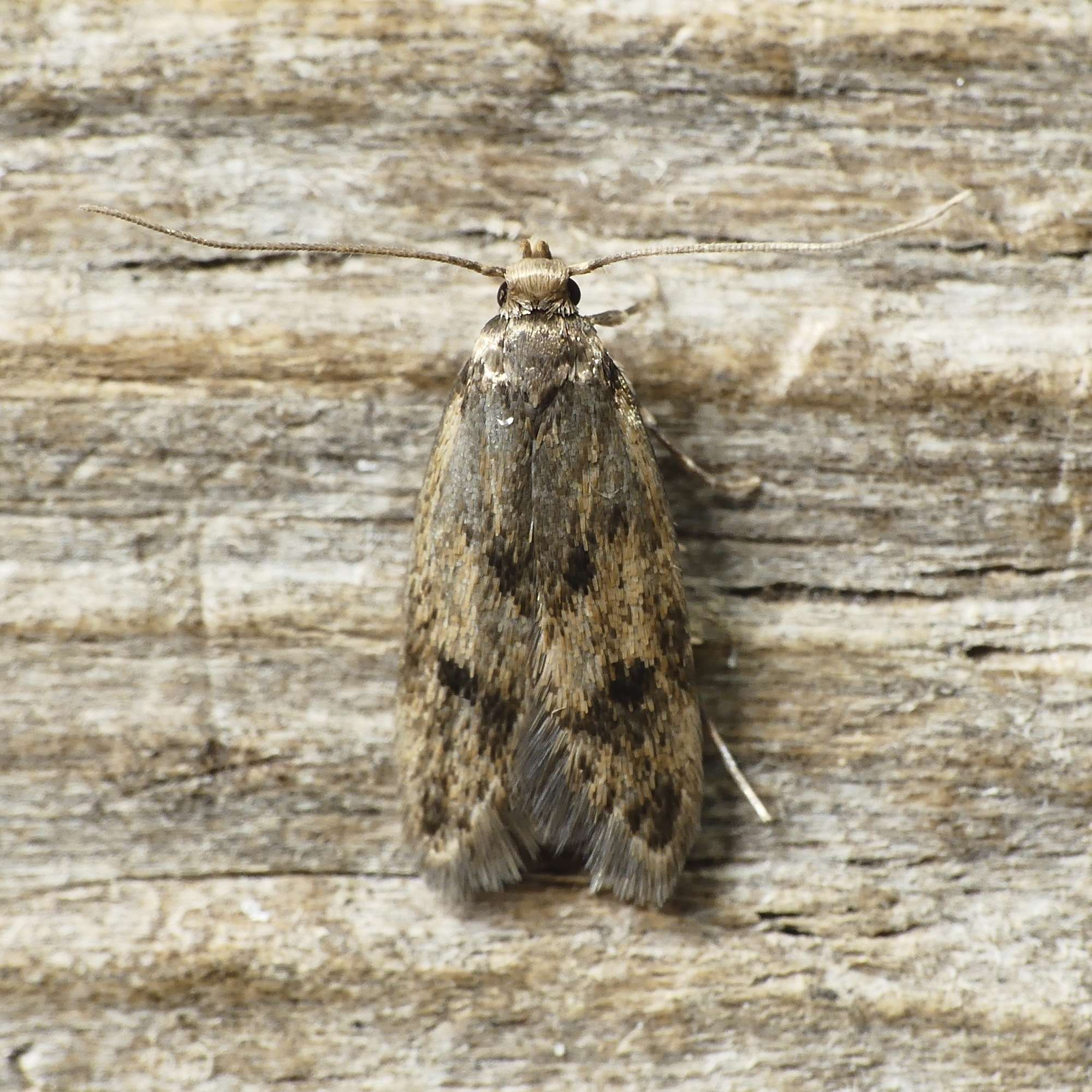 Small Dingy Tubic (Borkhausenia fuscescens) photographed in Somerset by Paul Wilkins