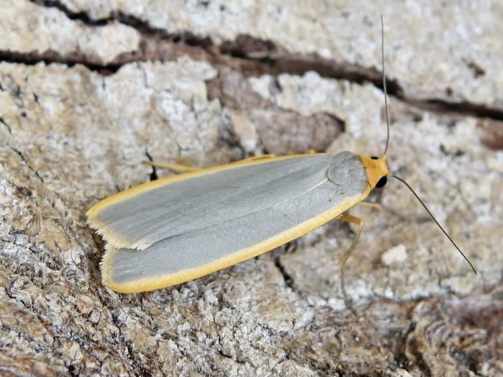Common Footman (Eilema lurideola) photographed in Somerset by Sue Davies