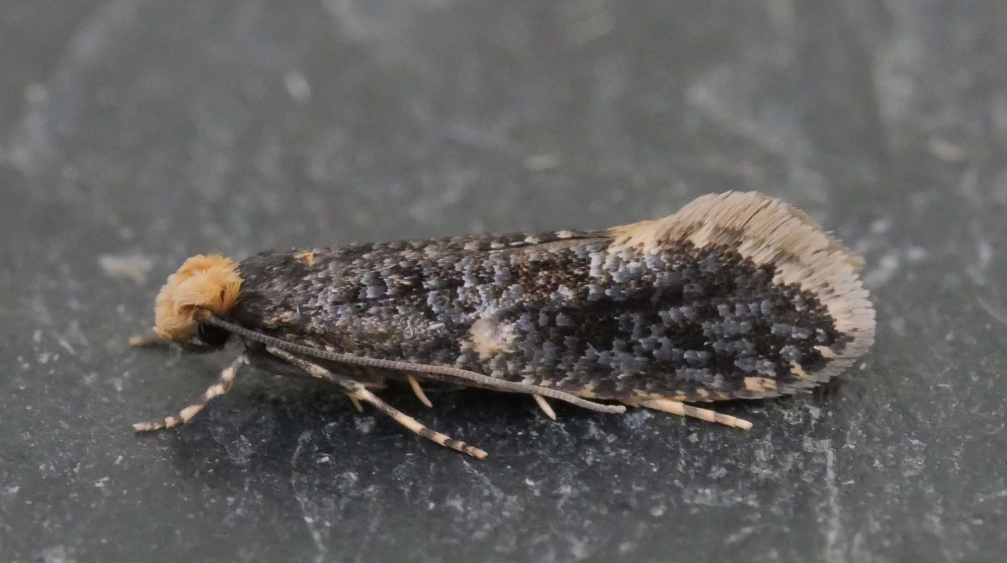 Monopis laevigella | Somerset Moths