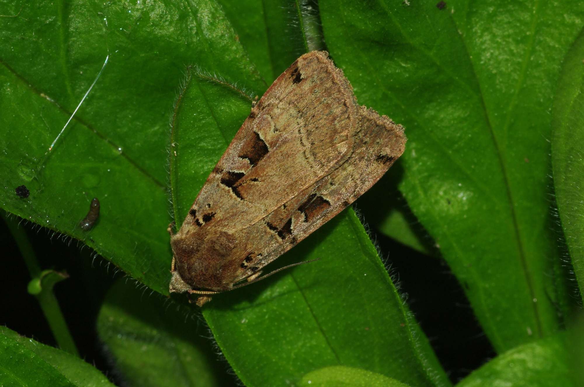 Double Square-spot (Xestia triangulum) photographed in Somerset by John Connolly