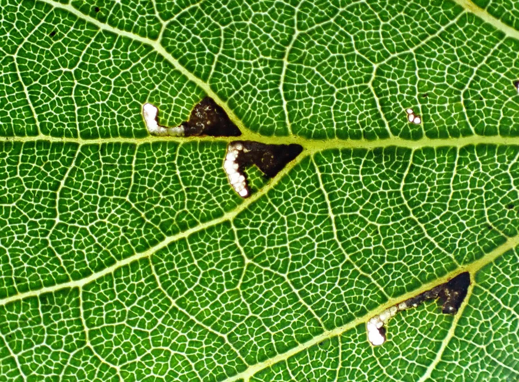 Lime Bent-wing (Bucculatrix thoracella) photographed in Somerset by Jenny Vickers