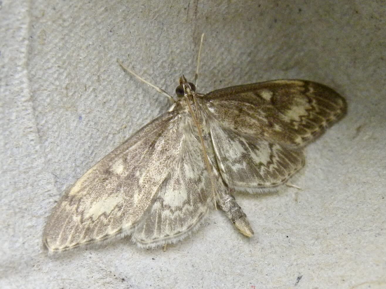 Long-winged Pearl (Anania lancealis) photographed in Somerset by Sue Davies