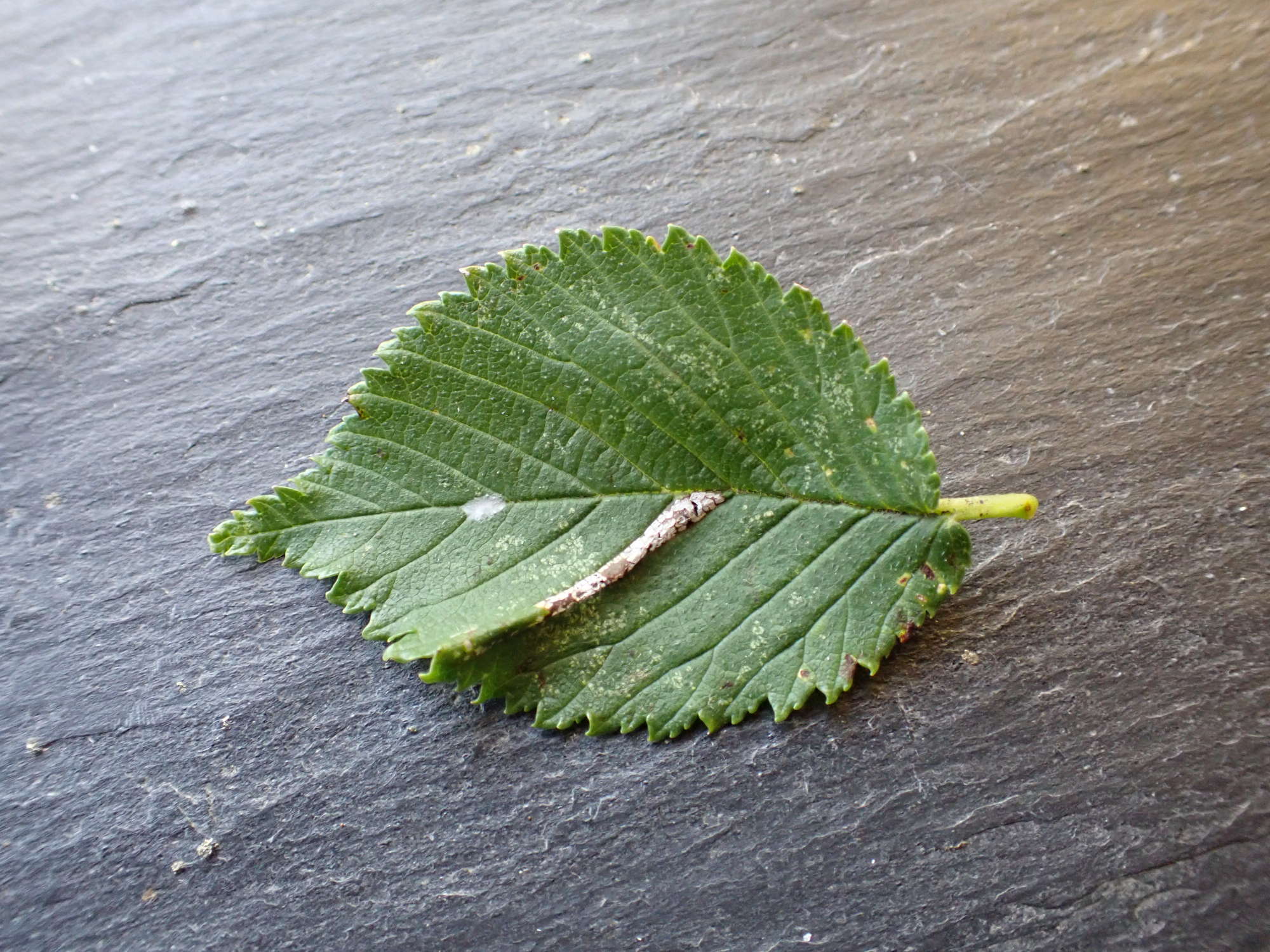 Elm Midget (Phyllonorycter tristrigella) photographed in Somerset by Jenny Vickers